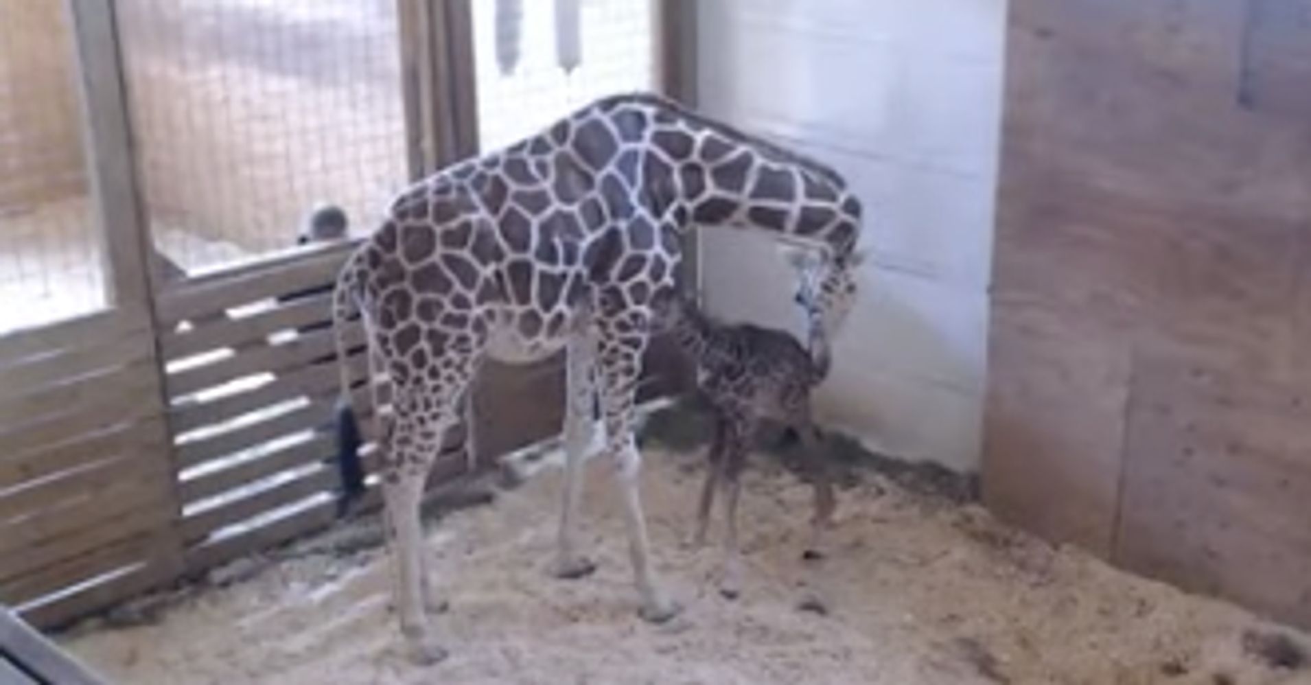 April The Giraffe Finally Gives Birth Huffpost 