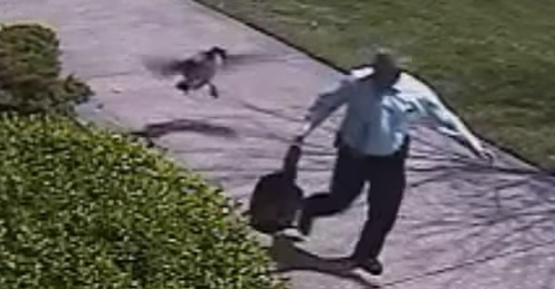 Goose Instructs Police Detective To Kindly STEP OFF HuffPost