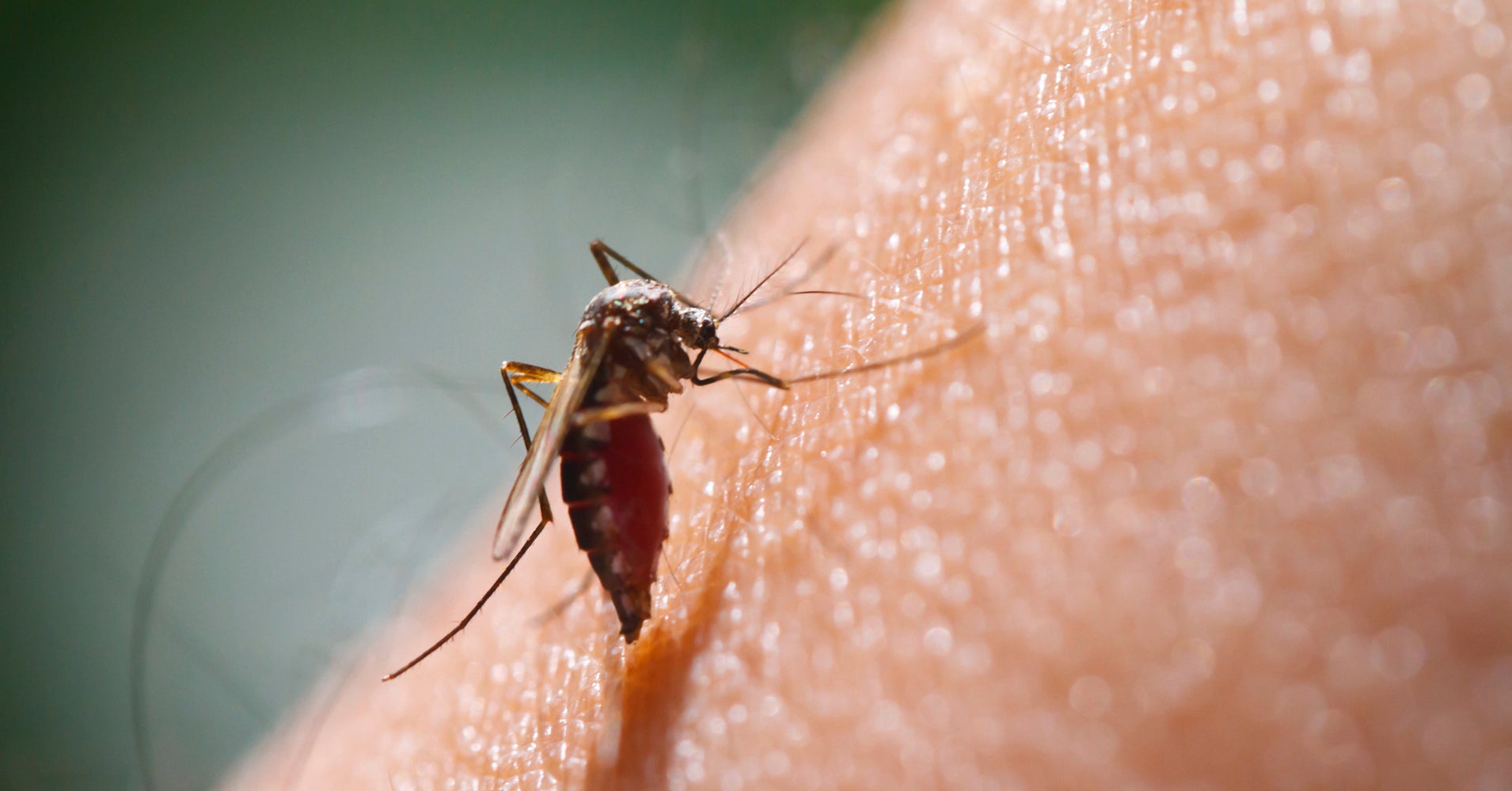 Prevention Is Key To End Malaria For Good HuffPost