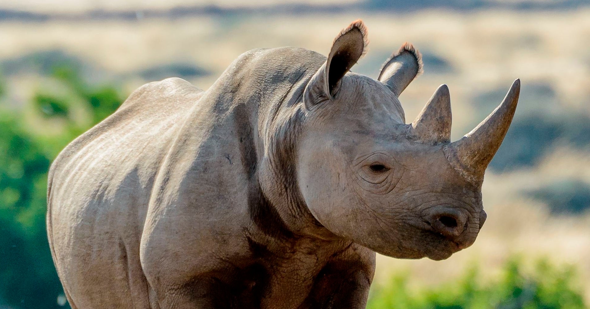CenturyOld Rhino Horn Stolen From University Of Vermont HuffPost