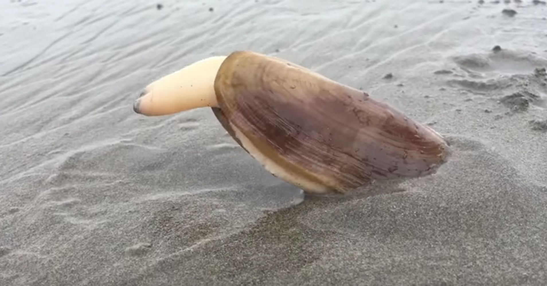 this-uncomfortable-video-of-a-clam-will-irreversibly-change-you-huffpost