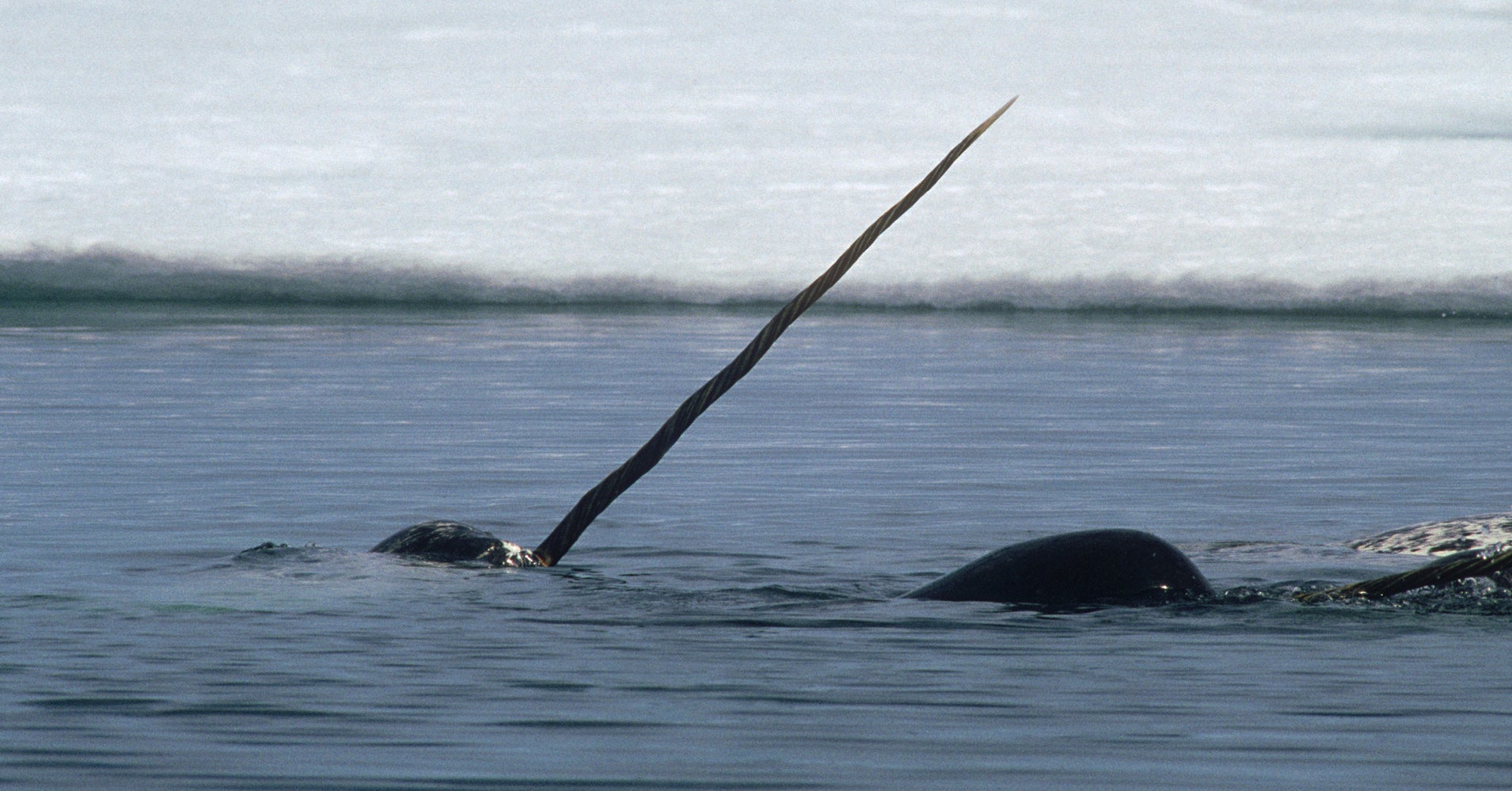 Scientists Just Found Out Narwhals Hunt And Stab Fish With Their Giant ...