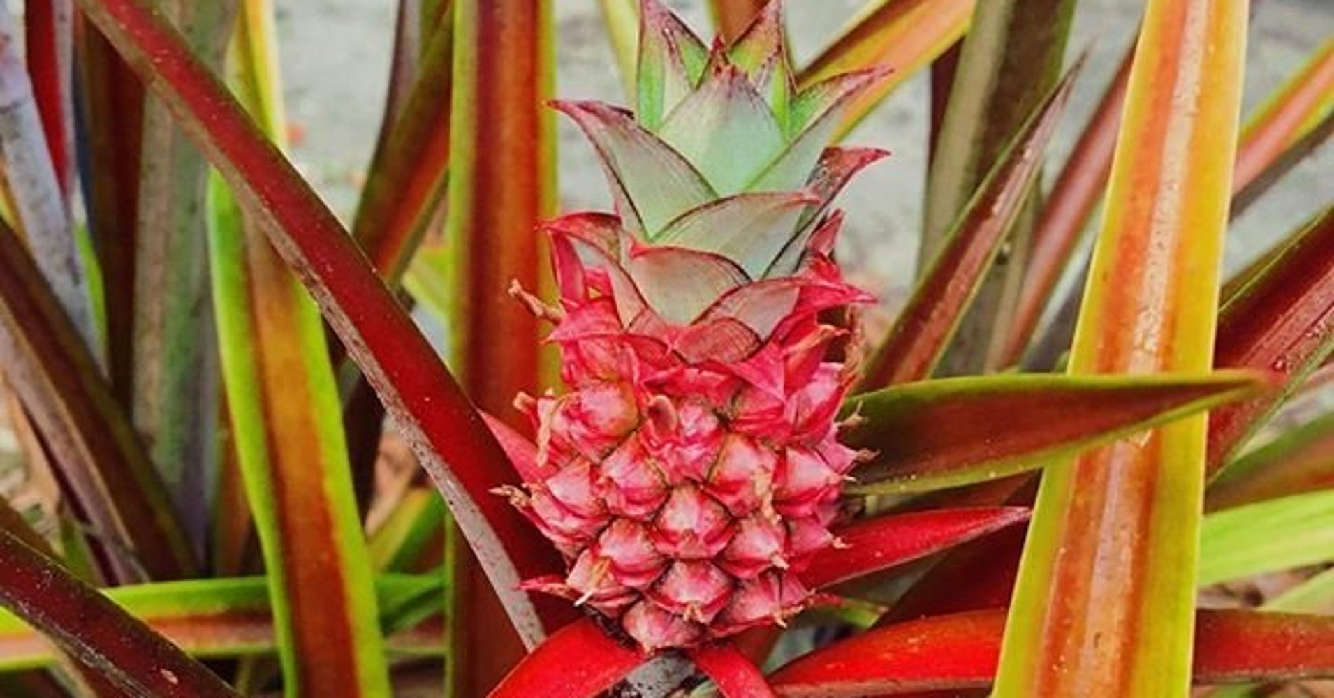 Pink Pineapples Are Here To Bring A Little Magic Into Our Lives HuffPost
