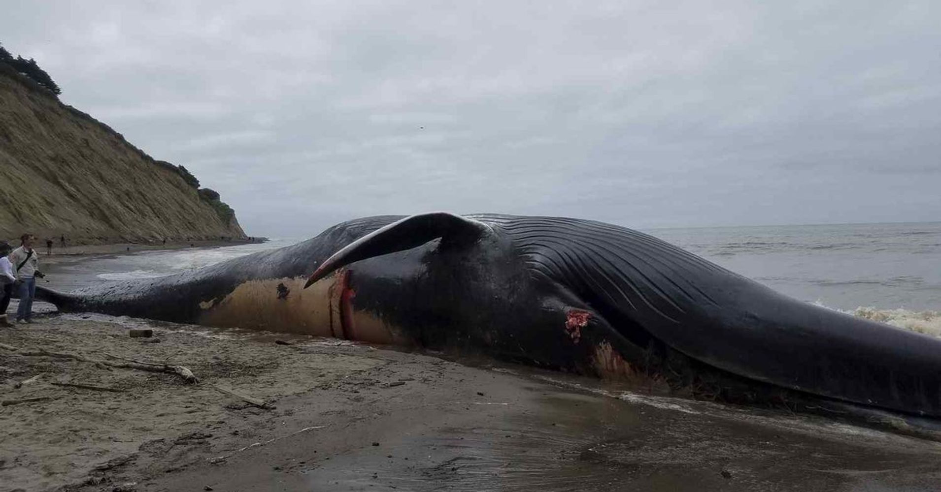 Blue Whale On Northern California Beach Likely Struck By Ship - HuffPost