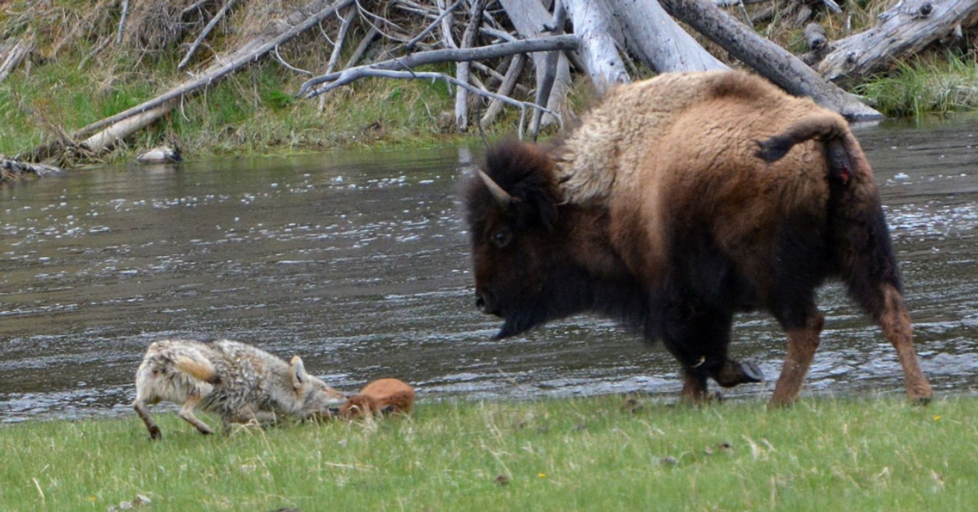 Mother Bison Fends Off A Coyote To Protect Her Newborn Calf | HuffPost