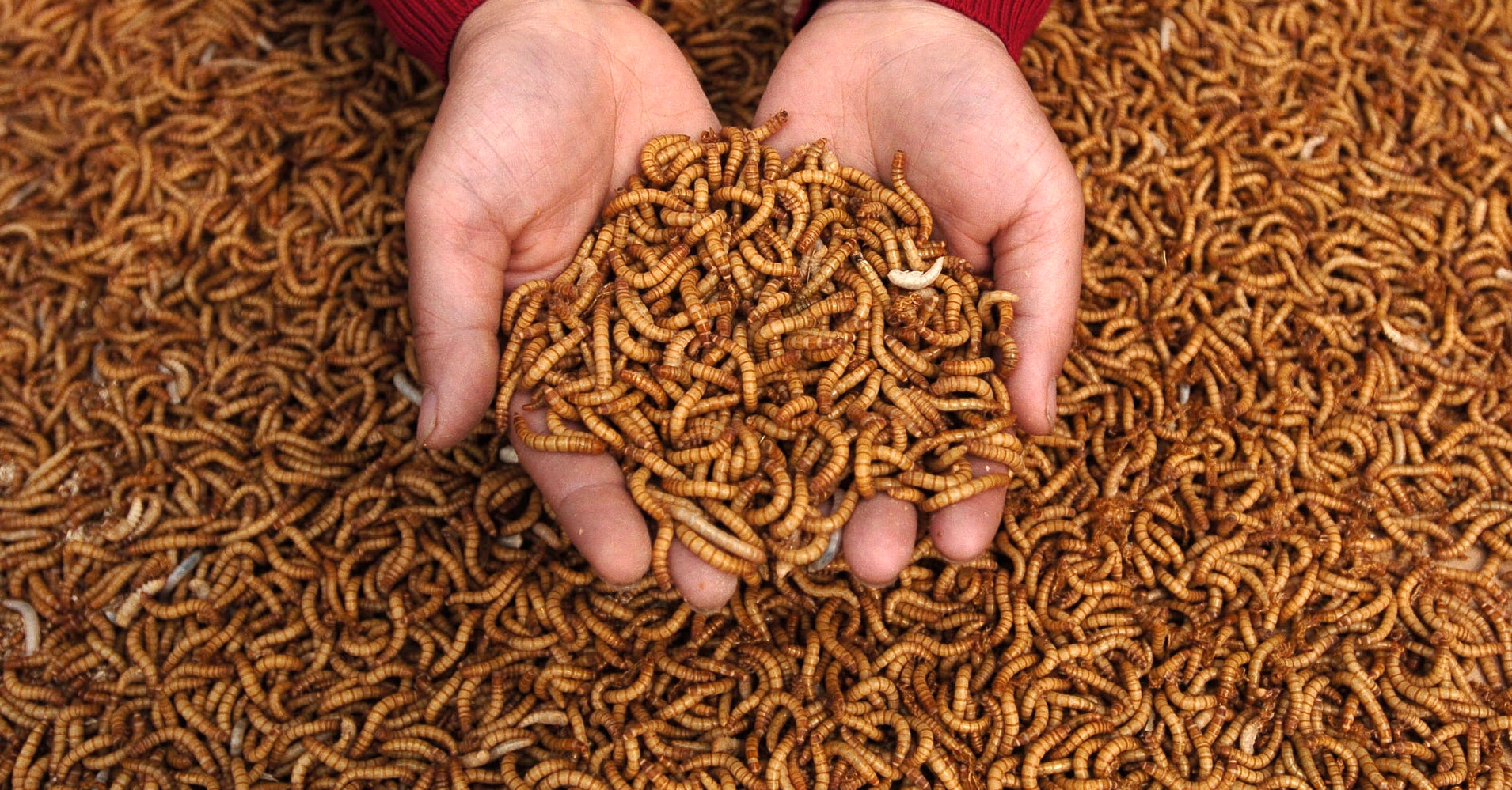 Why You Should Let Maggots Feast On Your Leftover Food HuffPost