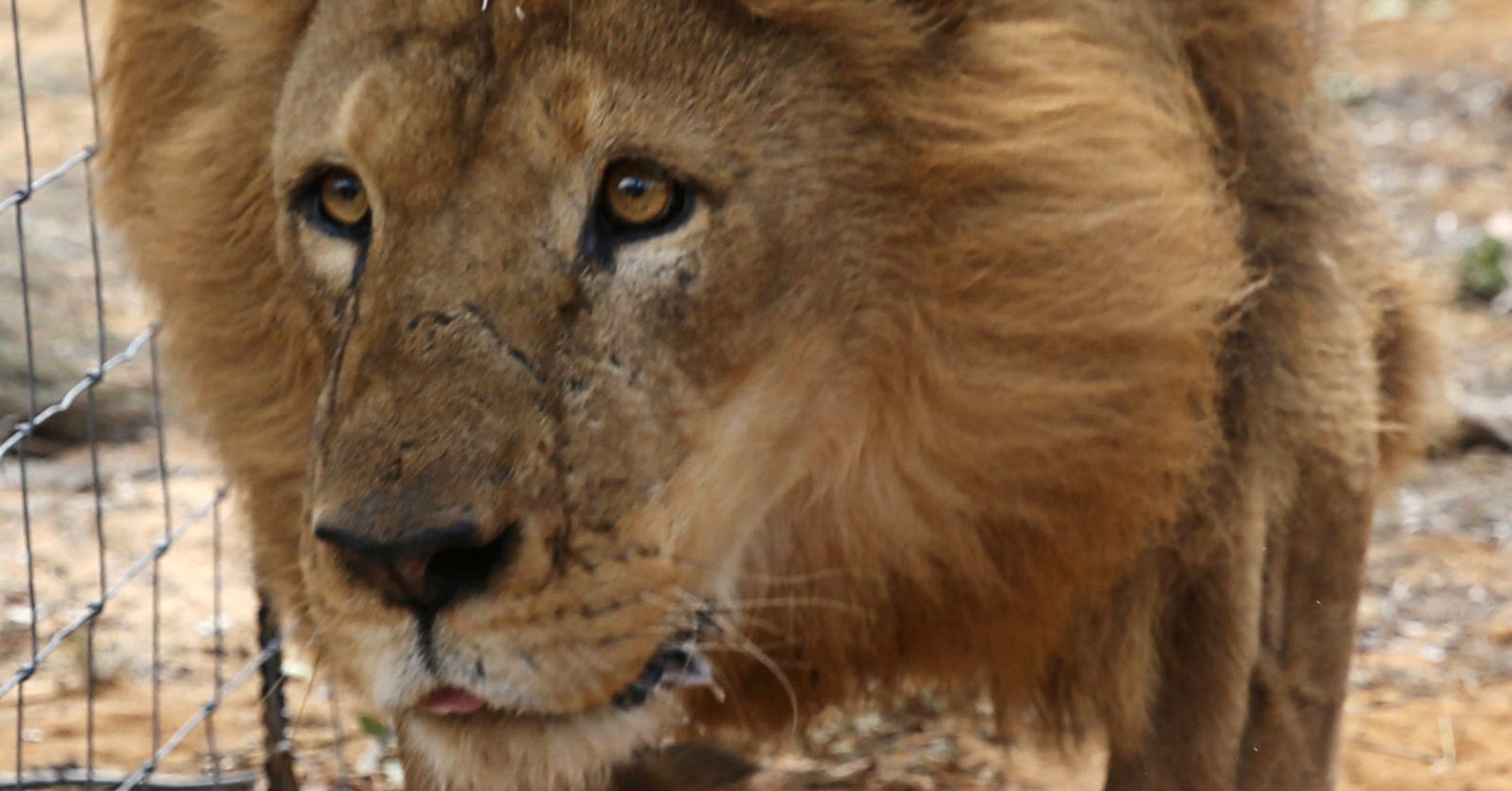 'More Questions Than Answers' After 2 Lions Poached At Animal Sanctuary