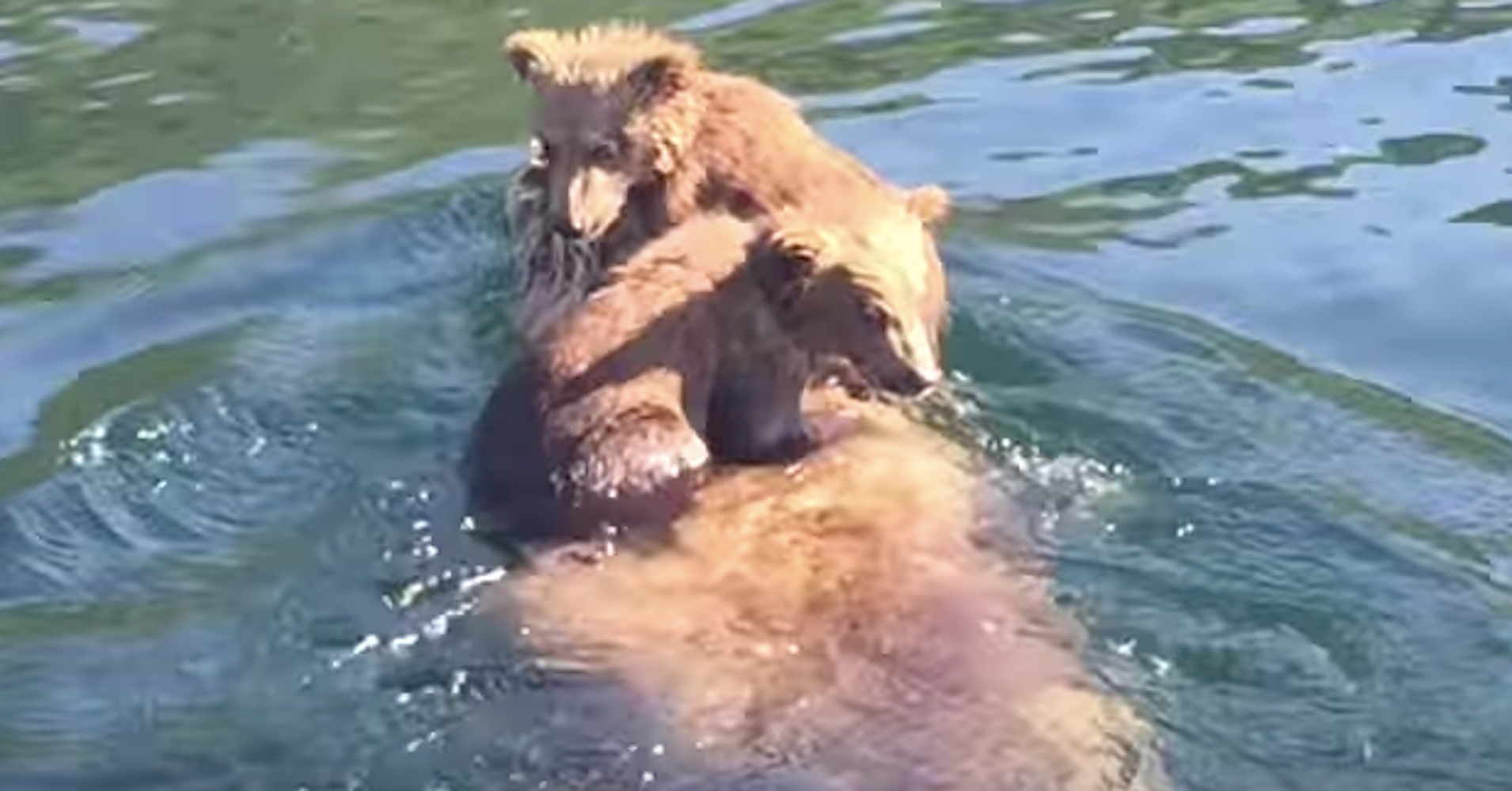 Adorable Bear Cubs Hitch A Ride On Mom's Back Across An Alaska Lake - HuffPost