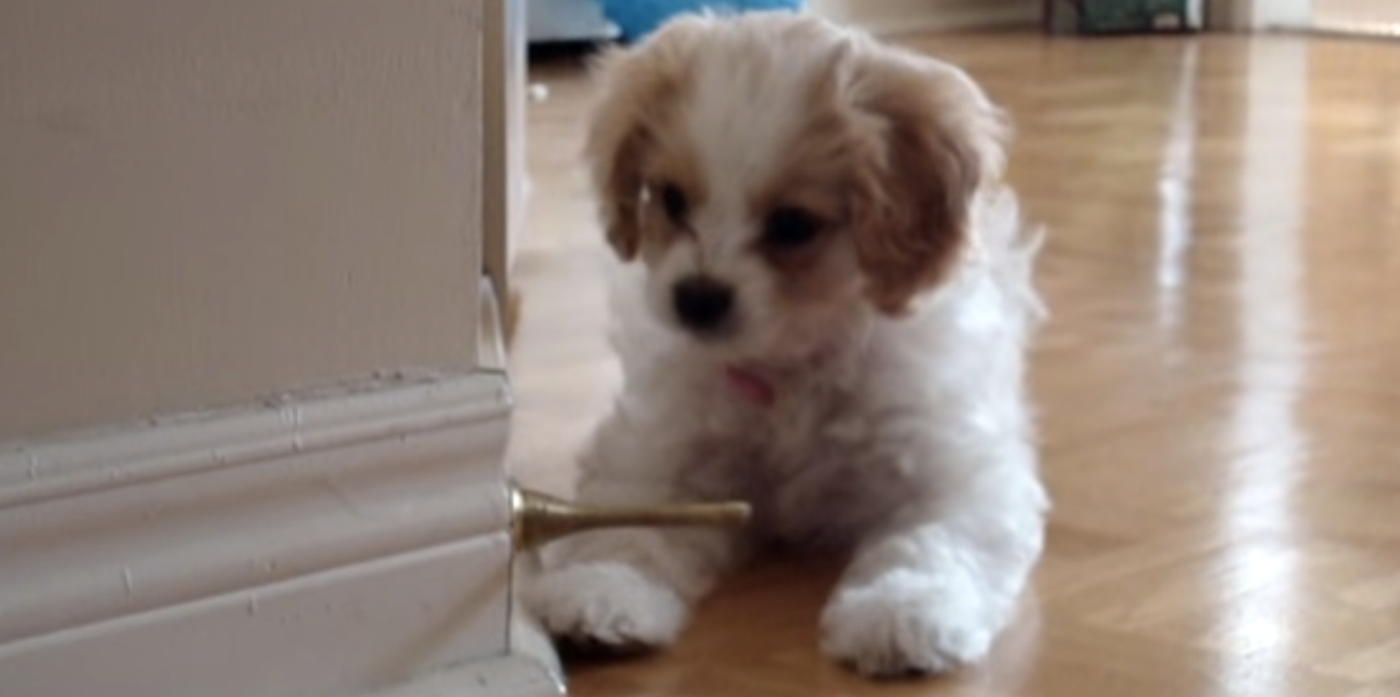 This Puppy Can't Figure Out What To Do With A Doorstop, And It's
