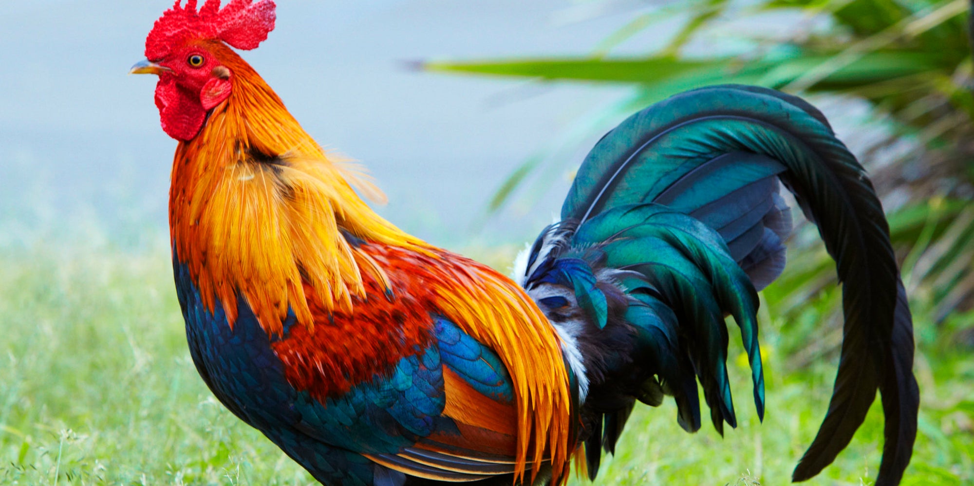 What Is Killing Kauai's Wild Chickens? The Huffington Post