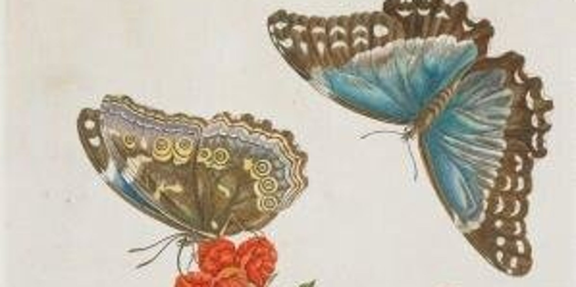 This 17th Century Scientific Illustrator Loved Butterflies Before It
