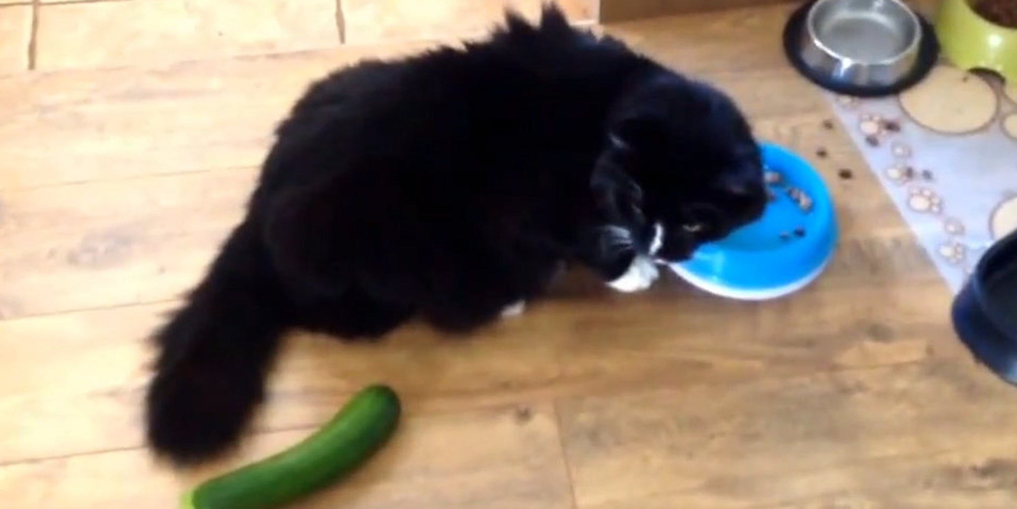 Unsuspecting Cats Get Completely Startled By Cucumbers? Yep. The