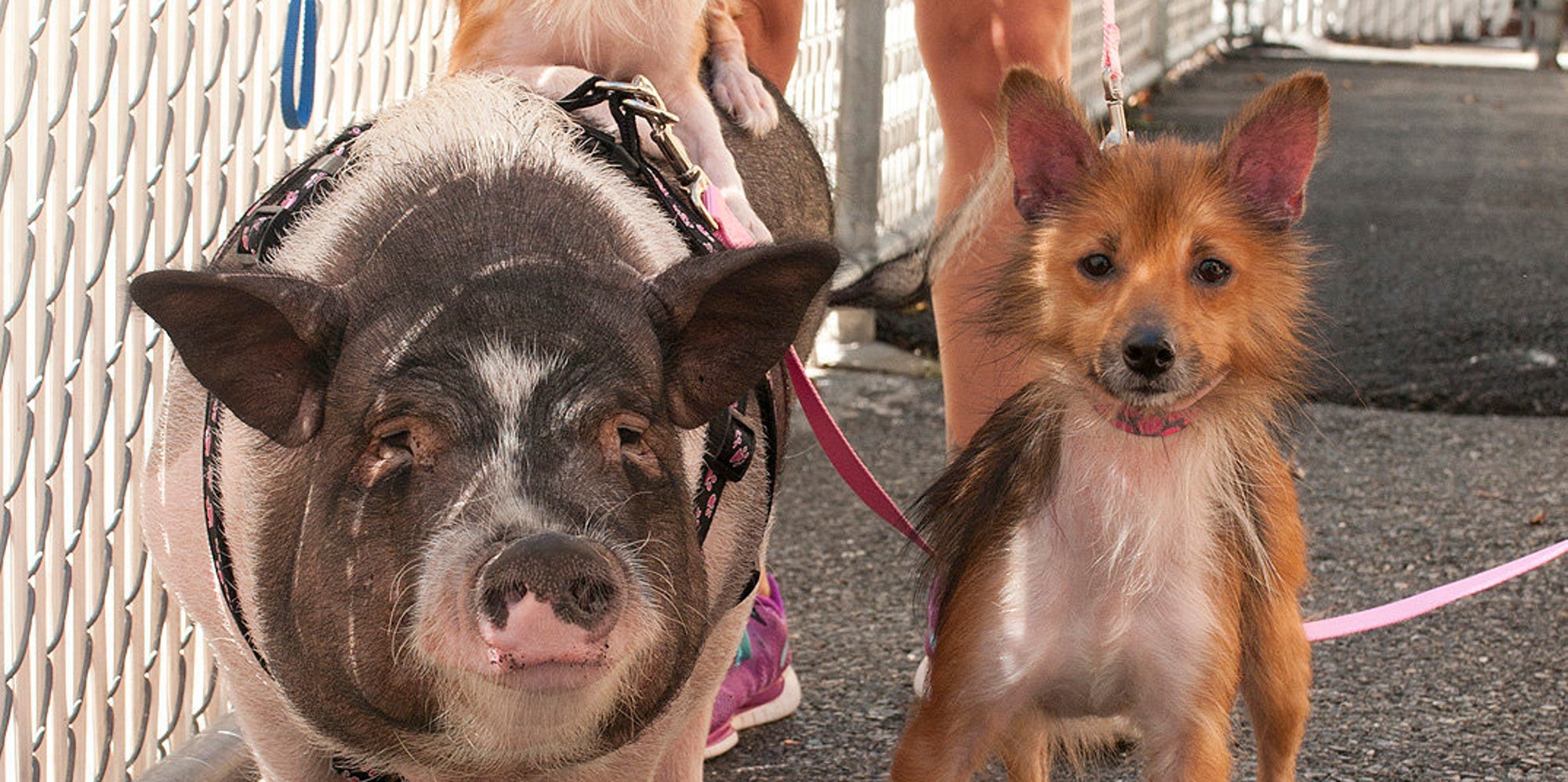 Shelter Pig And Her Dog BFFs Are Inseparable, And Need A Home Together