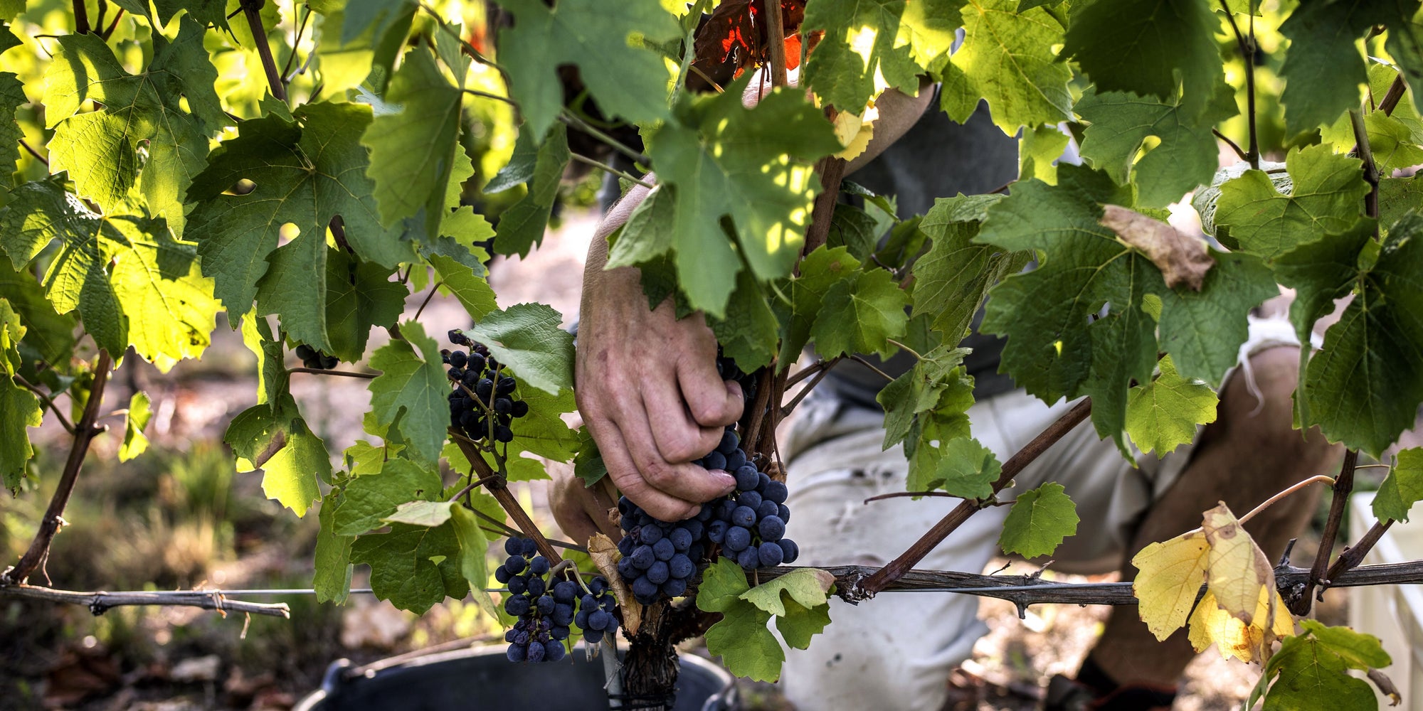 Climate Change May Change The Global Wine Map The Huffington Post
