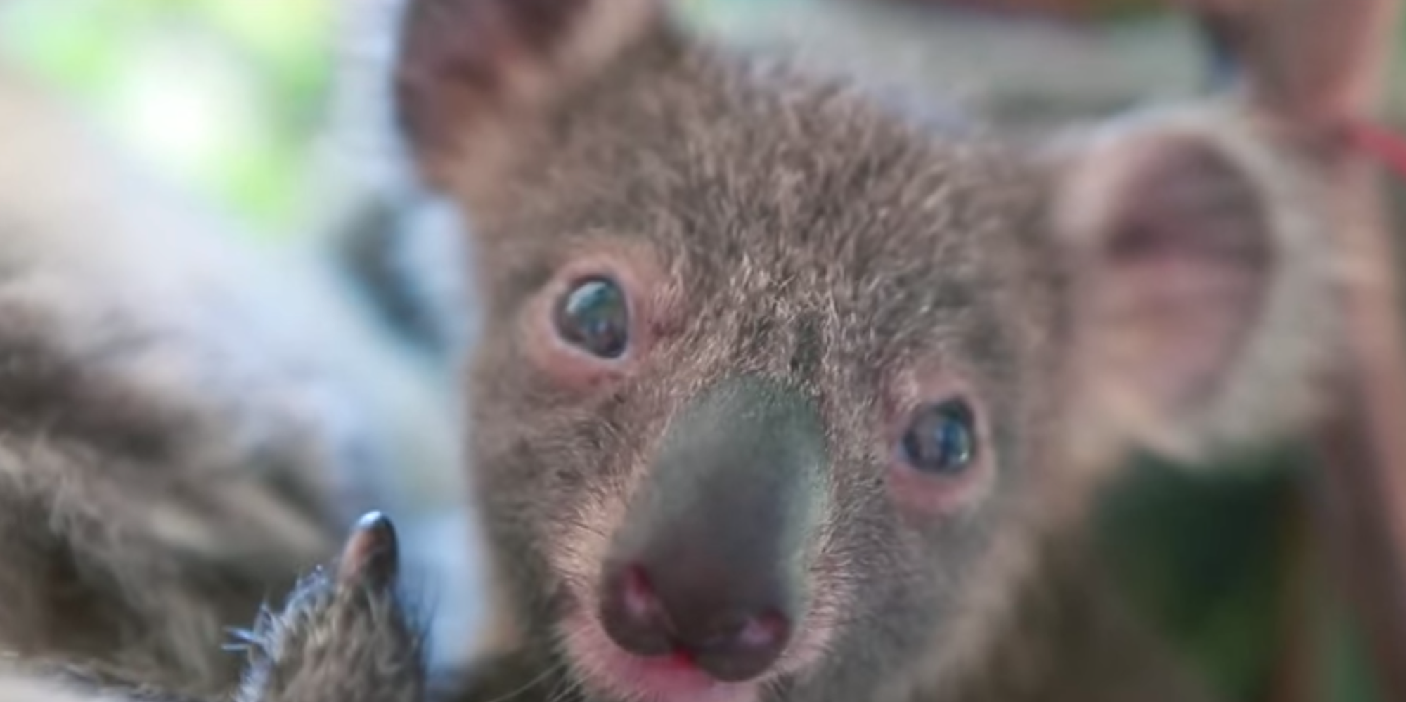 Baby Koala Born At Australian Zoo Will Steal Your Heart The