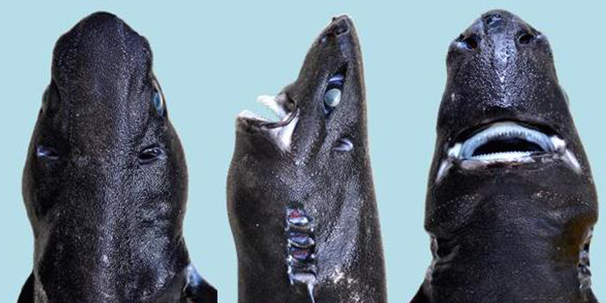 Why This Newly Discovered Shark Is A Real Ninja The Huffington Post