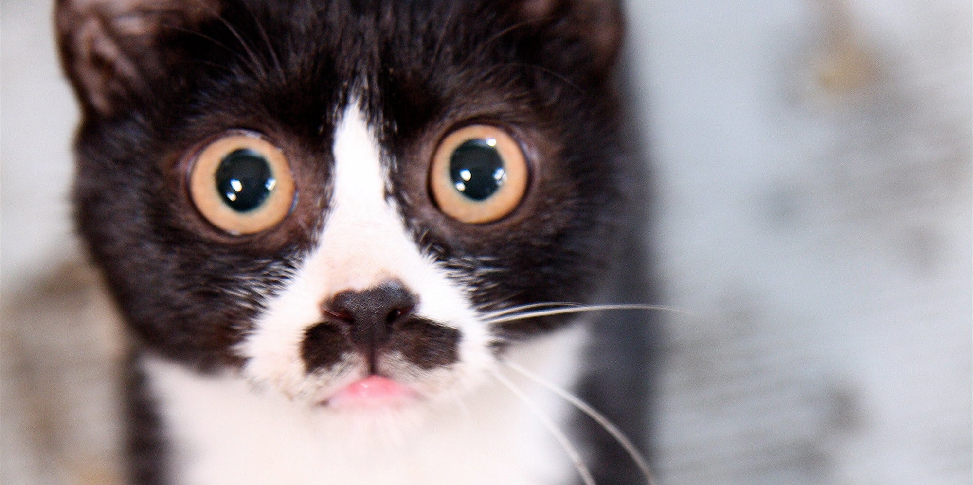 The Science Behind How Cute 'Tuxedo' Cats Get Their Patchy Fur The