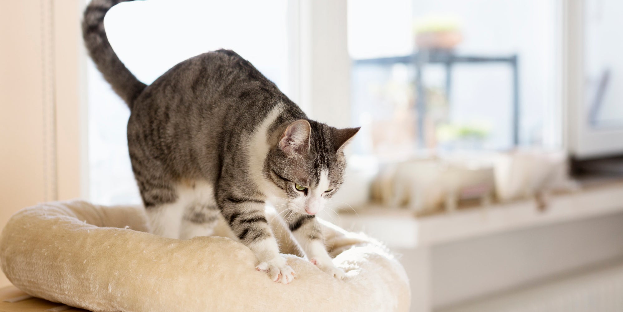 Why Your Cat Is Always Kneading The Huffington Post