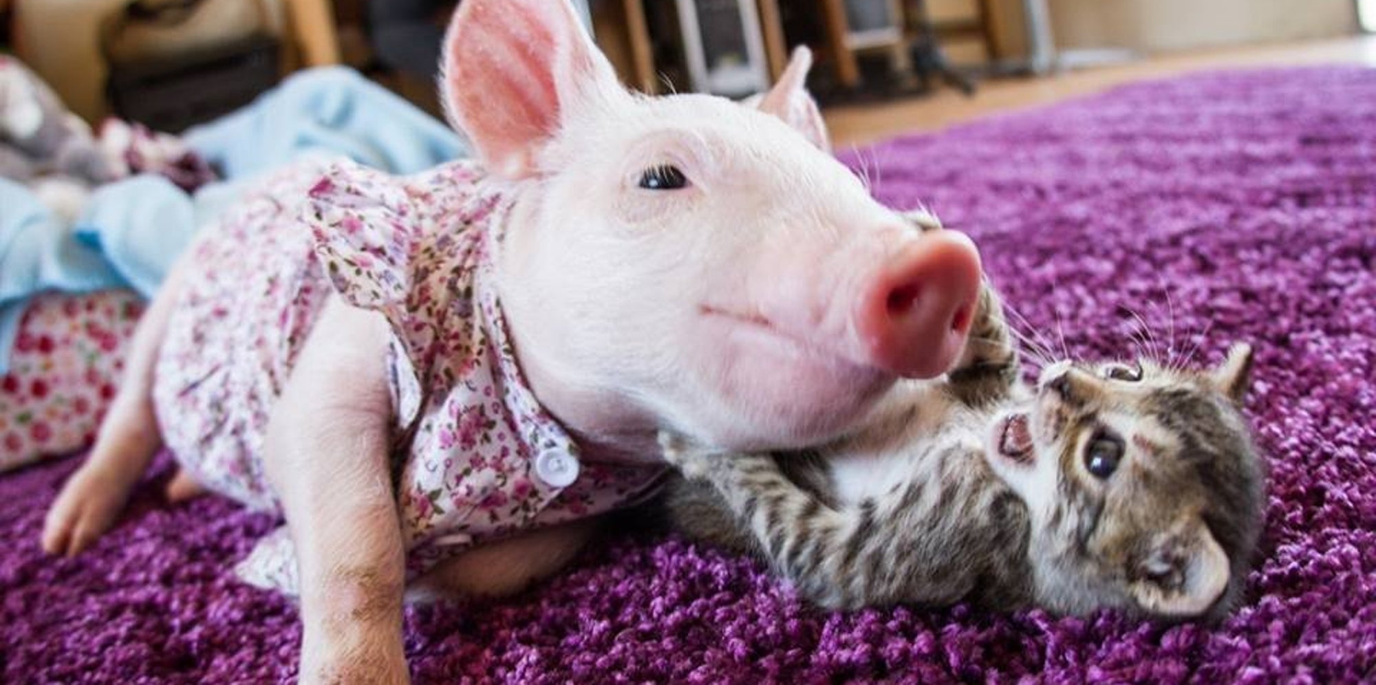 Kitten And Piglet Take Interspecies BFFs To A New Level Of Cute The