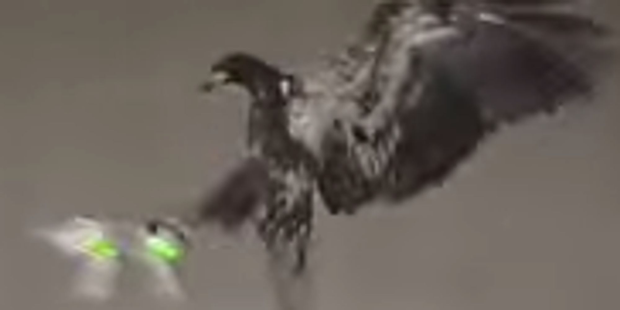 Police Are Training Eagles To Take Out Rogue Drones 