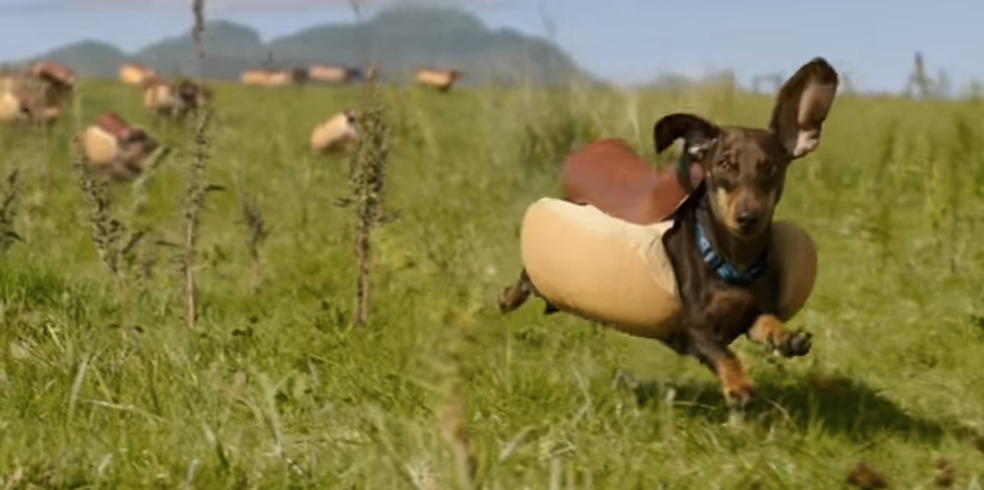 Heinz's Super Bowl Ad Is A Glorious SloMo Stampede Of Wiener Dogs