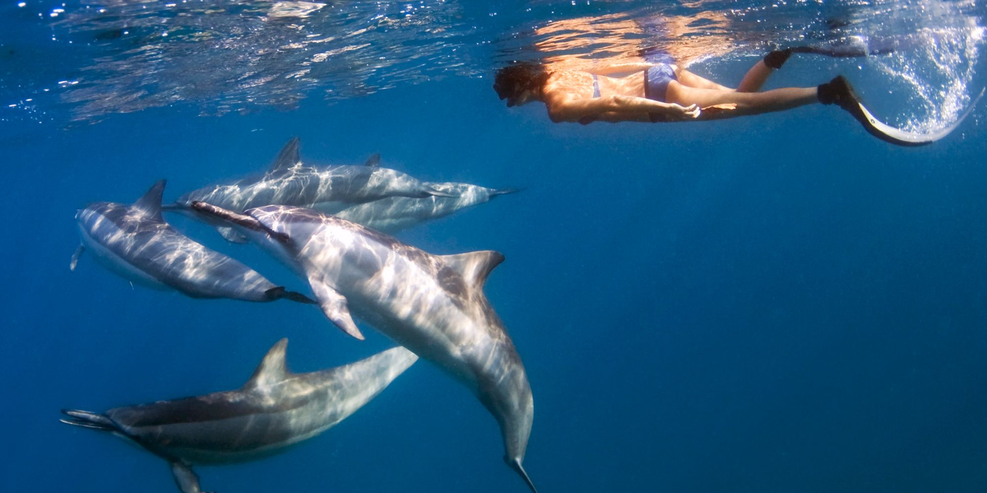 Why Your Dream Of Swimming With Hawaii Dolphins May Never Come True ...