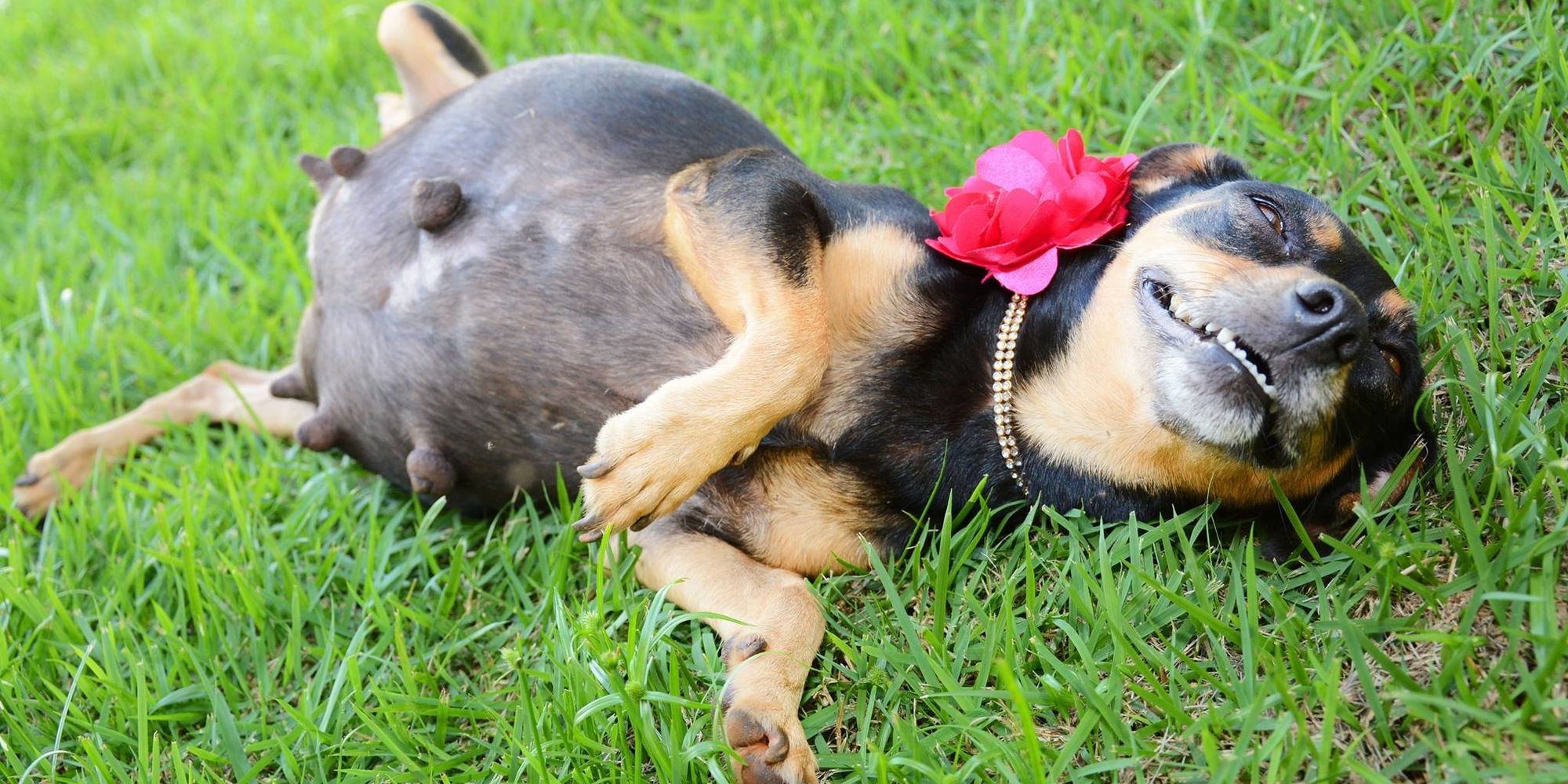 Pregnant Dog Shows Off Bump In Spectacular Maternity Photoshoot