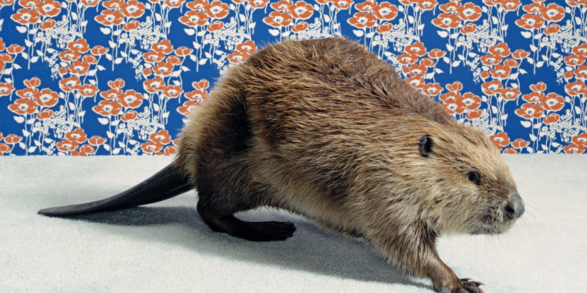Is Beaver Butt Really Used To Flavor Your Dessert? Here's What You