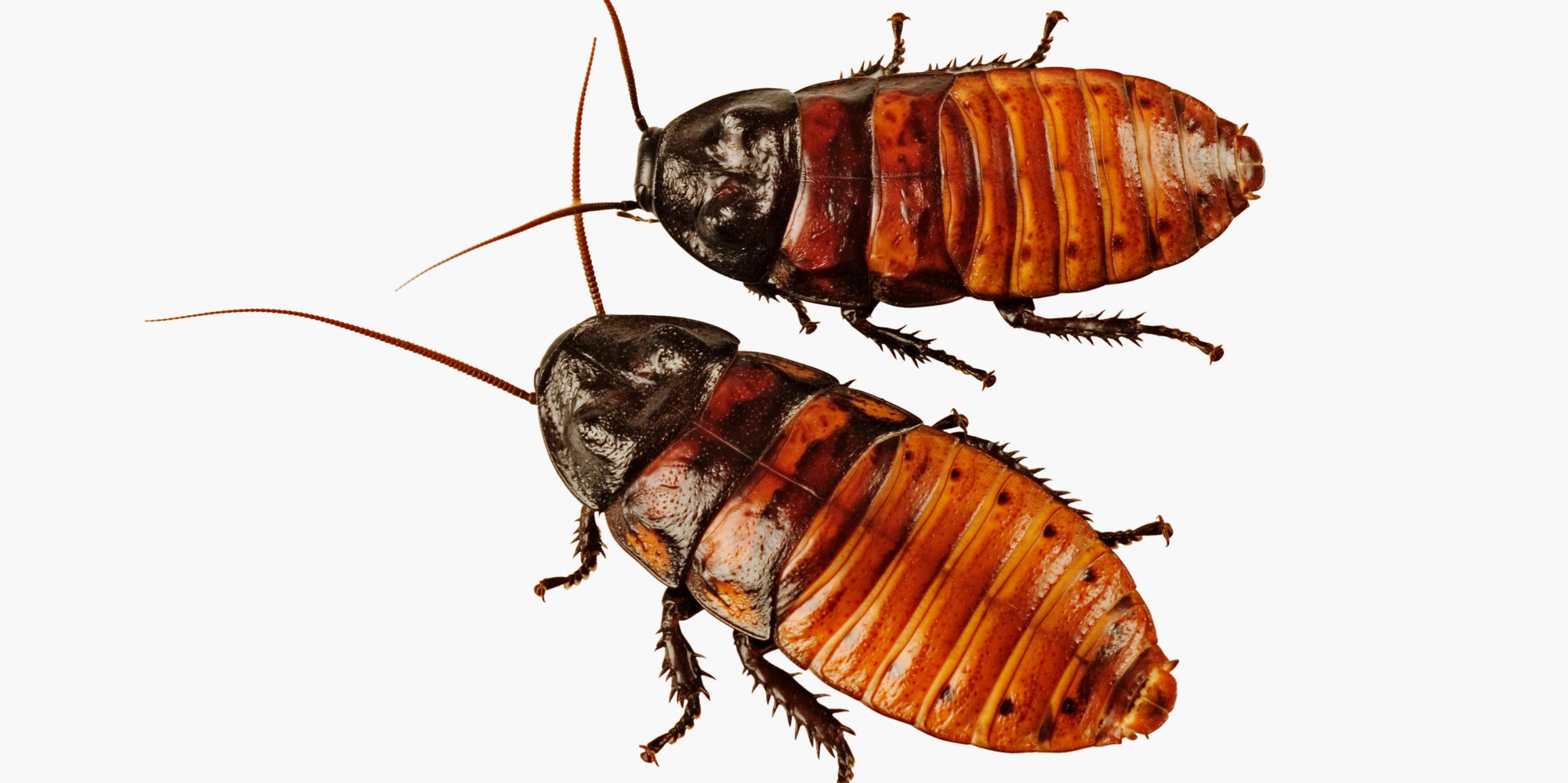 RoachInfested Apartment Explodes, Roaches Are Totally Fine With It