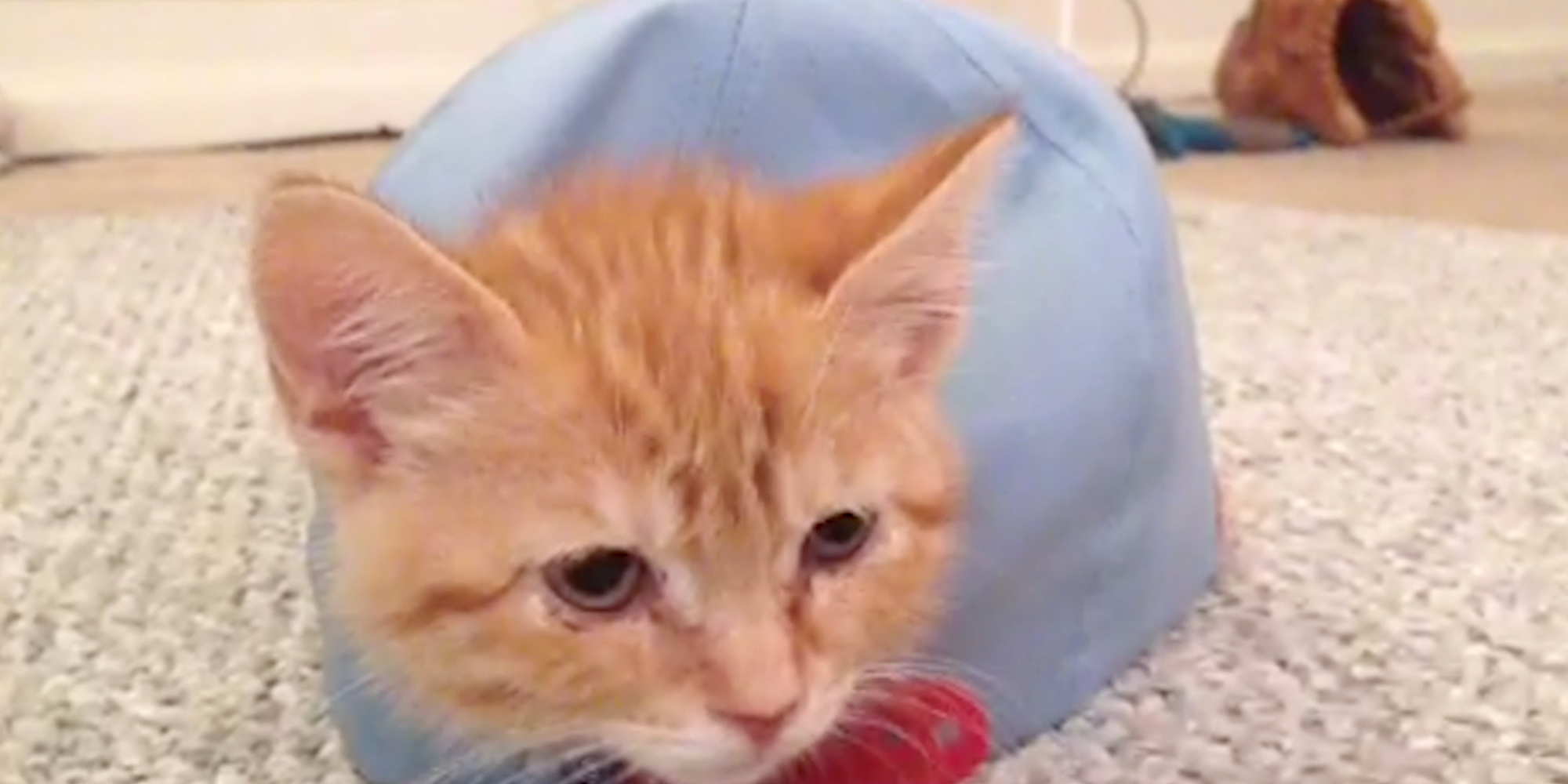 These Cats Think That They're Turtles The Huffington Post