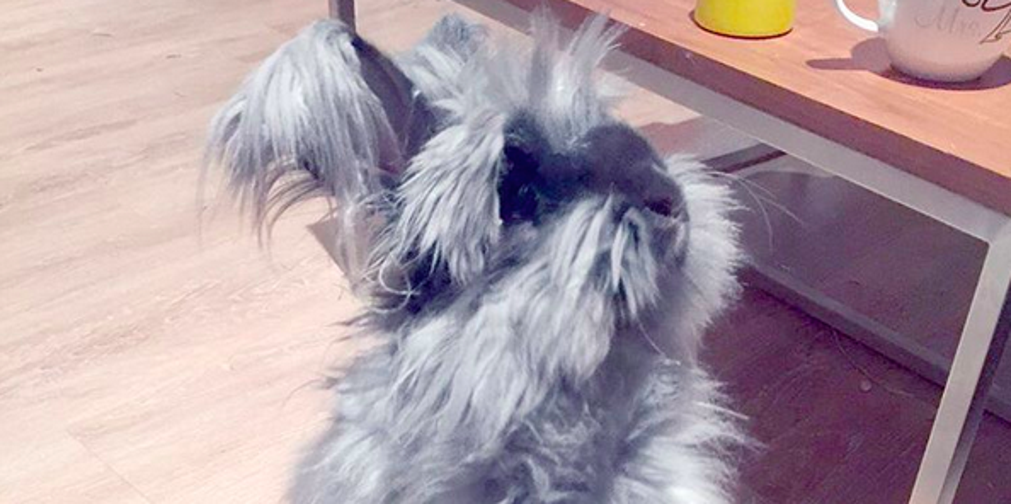 Watch This Rabbit Get Into Dance Battles And Just Try Not To Smile - Huffington Post