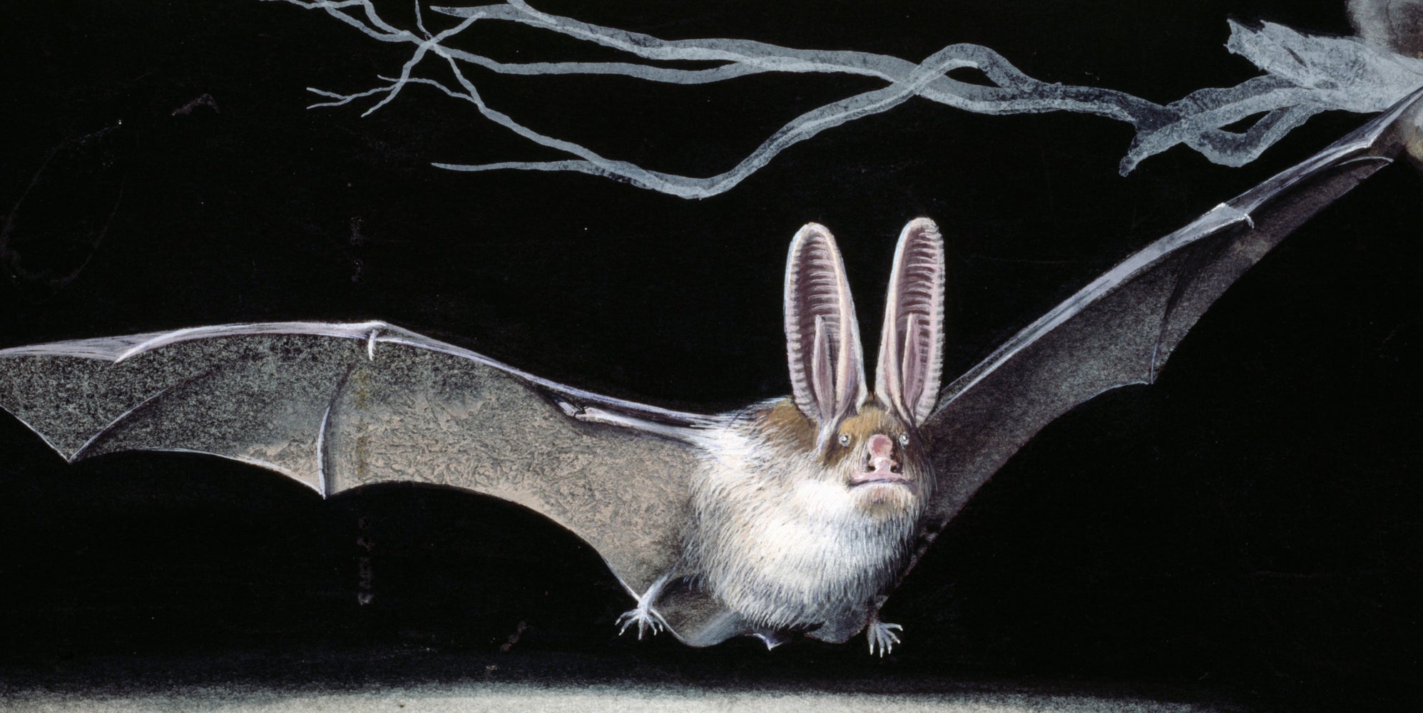 U.S. Habitat Protections Denied For Endangered Bat Species The