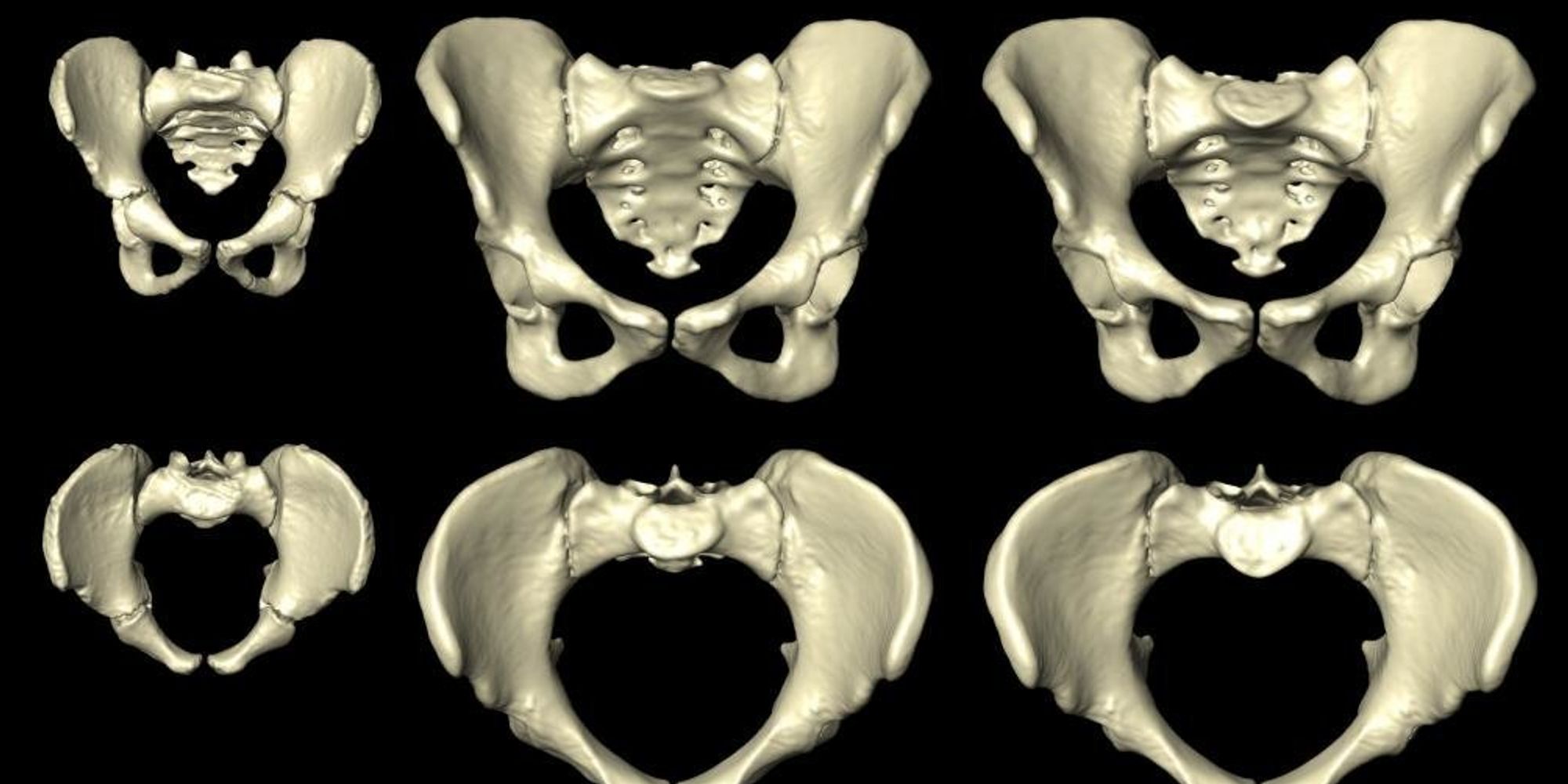 Animation Shows How A Woman's Pelvis Morphs During Her Lifetime | The