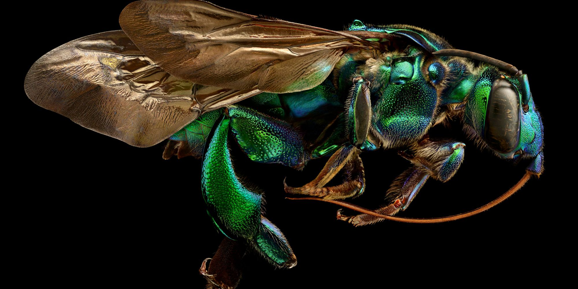 These Awe Inspiring Photos Show Just How Beautiful Insects Can Be The Huffington Post 9576