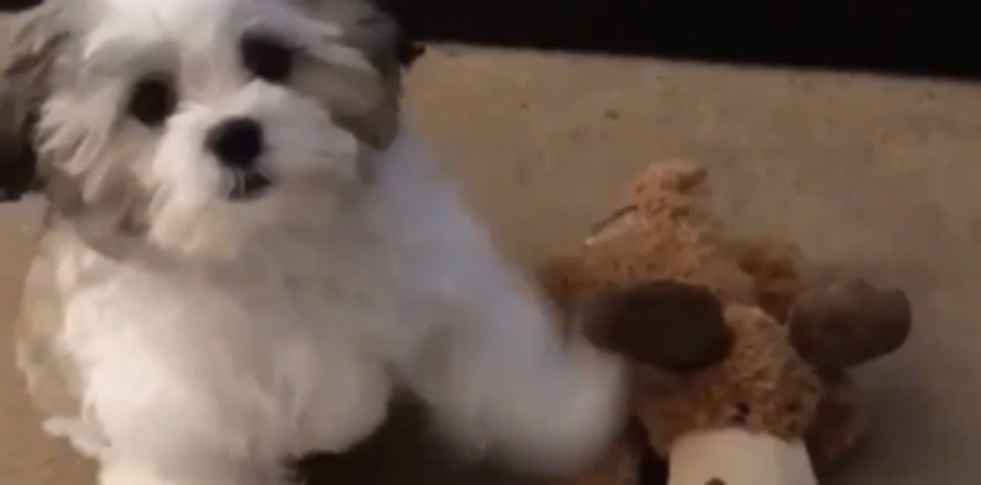 Dog Picks Pizza Over Best Friend, And We Can’t Totally Blame Him The