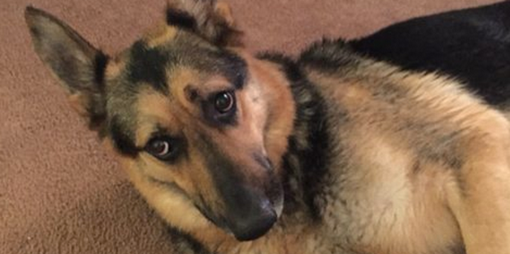 Adorable Overprotective Dog Won't Let His Owner Have A Bath Alone