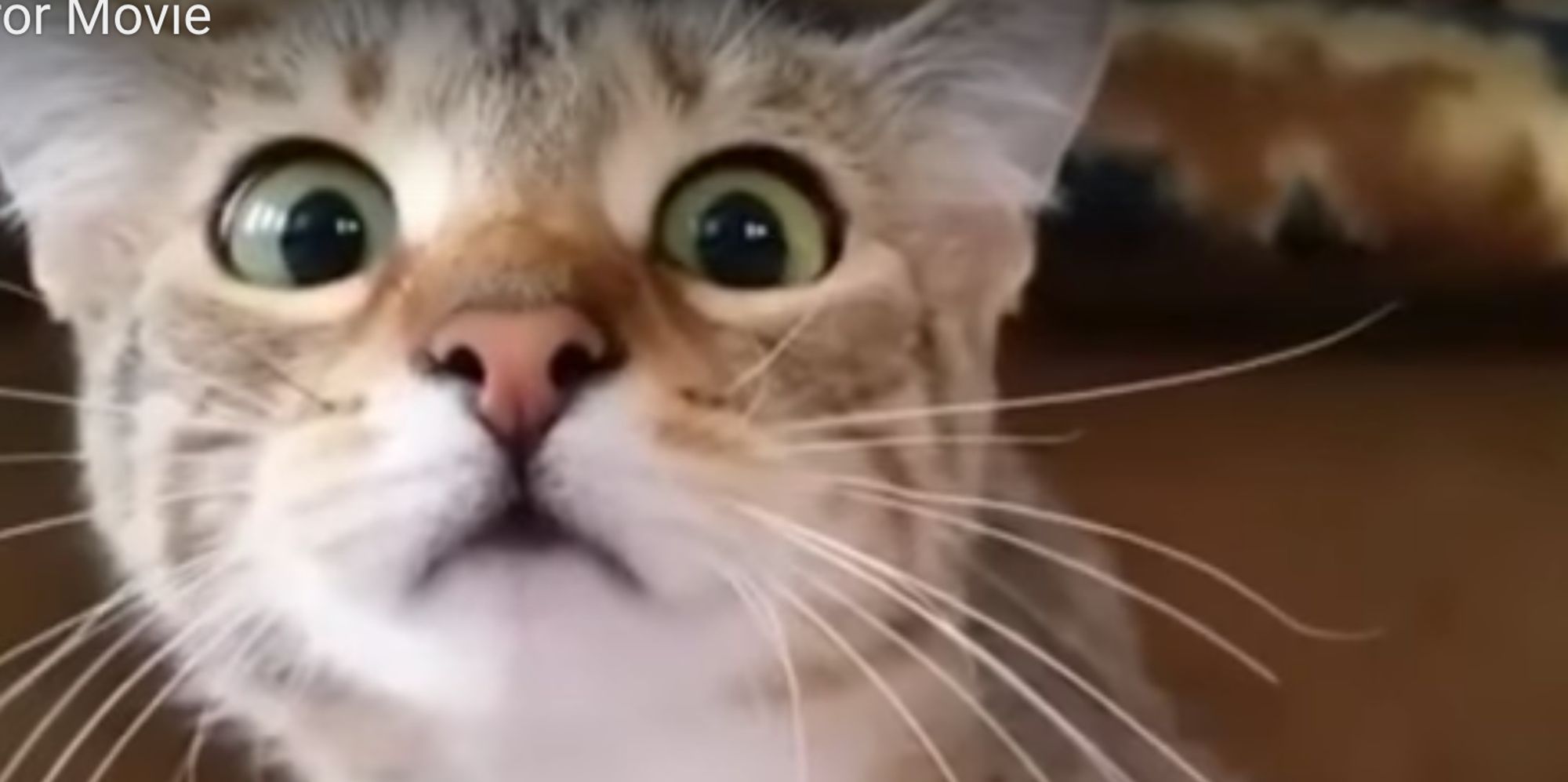 Cat Watching Horror Movie Is Viral Video Of The Year Huffpost Uk