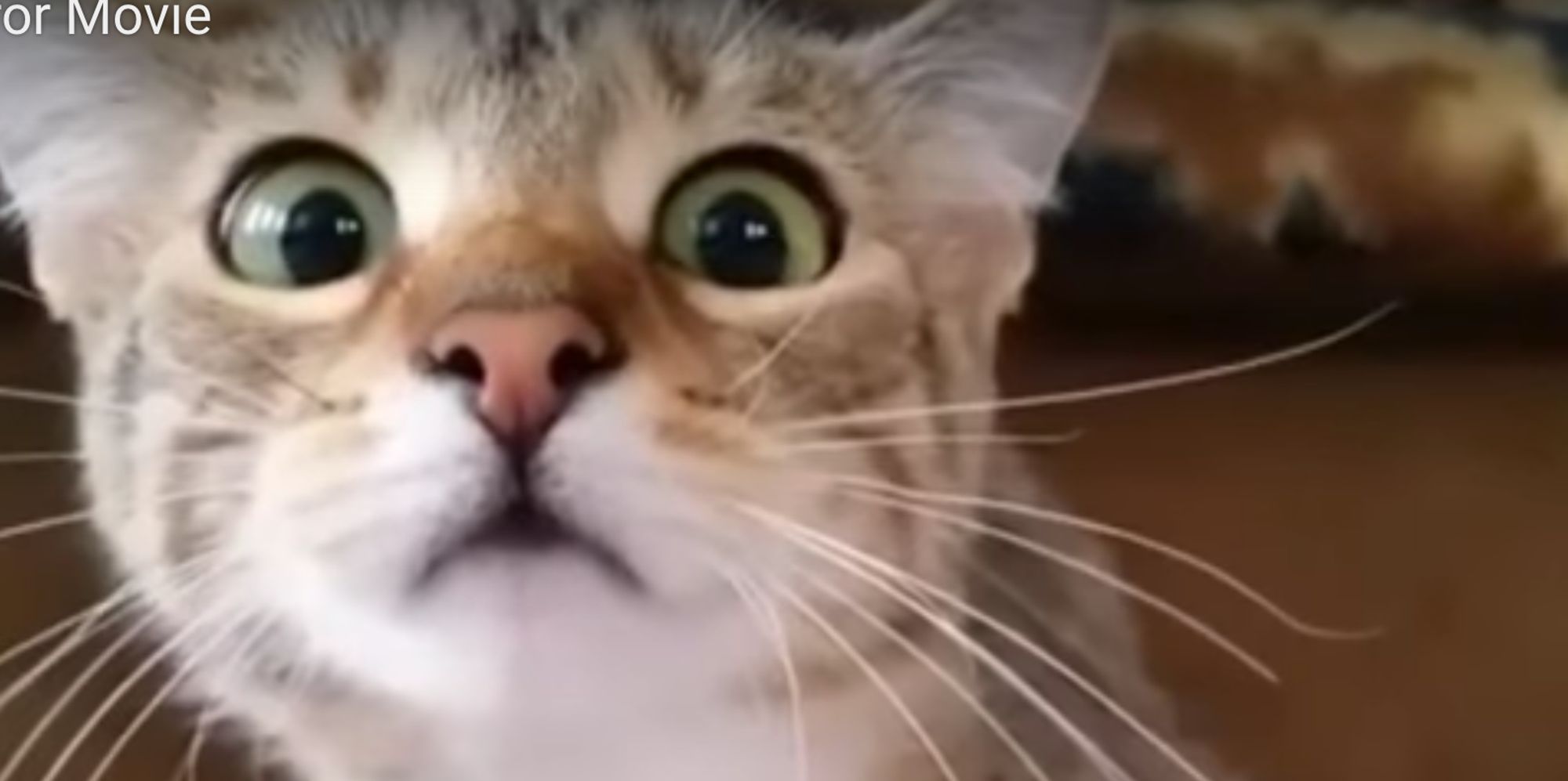 Cat Watching Horror Movie Is Viral Video Of The Year | HuffPost UK