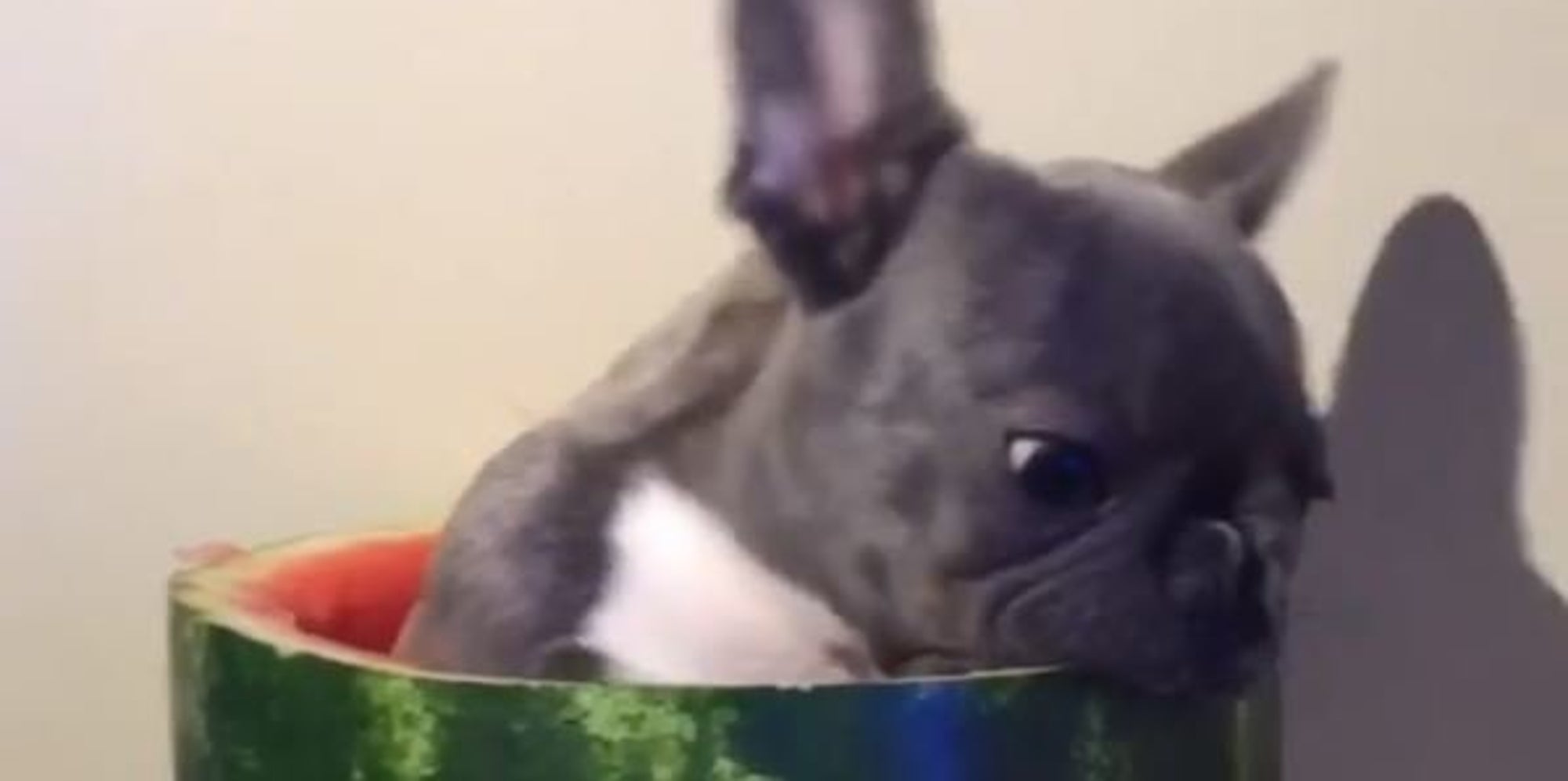 Dog Sitting In Watermelon Is The Happiest Thing In The