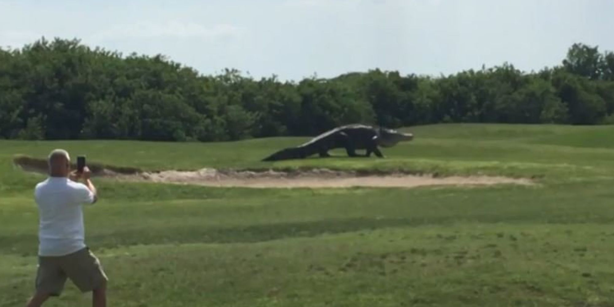 giant-gator-is-par-for-this-florida-golf-course-cbs-news