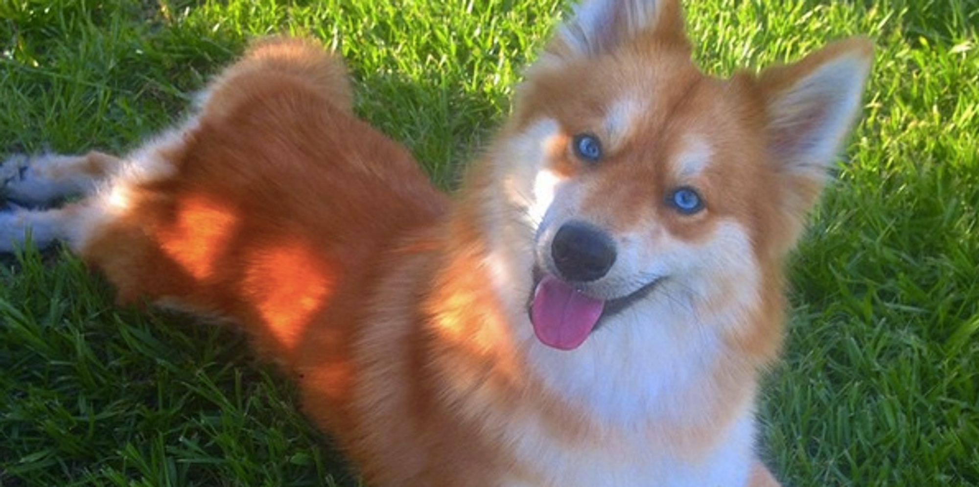 People Are In Love With This Dog Who Looks Like A BlueEyed Fox The