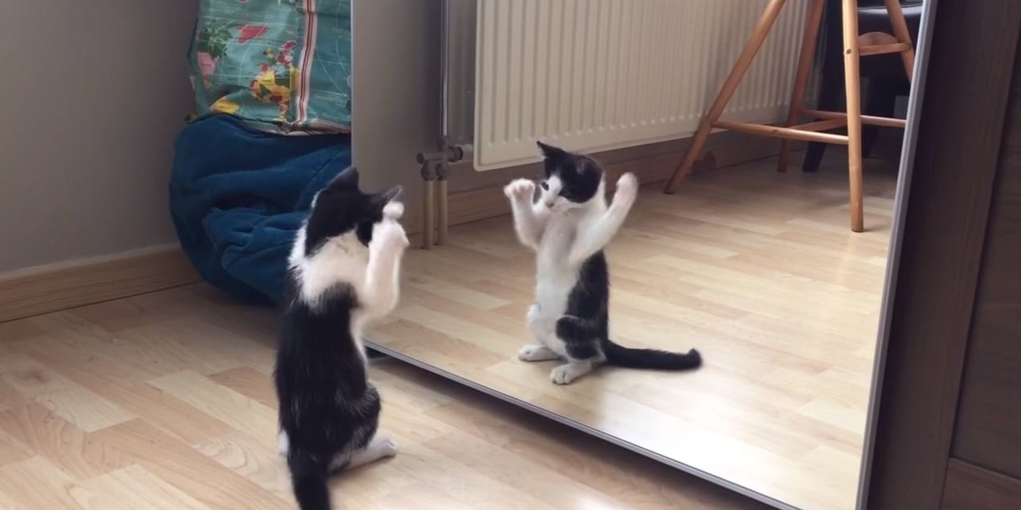 Kitten Sees Itself In The Mirror For The First Time HuffPost UK