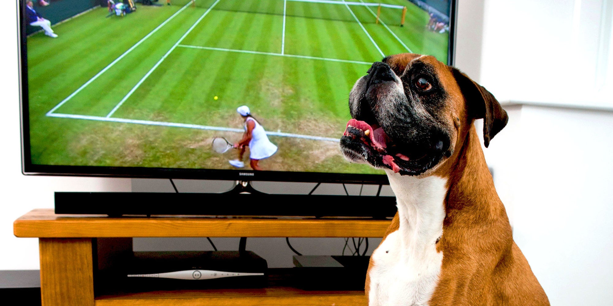 World�s First Dog TV Remote Means Your Pooch Can Change