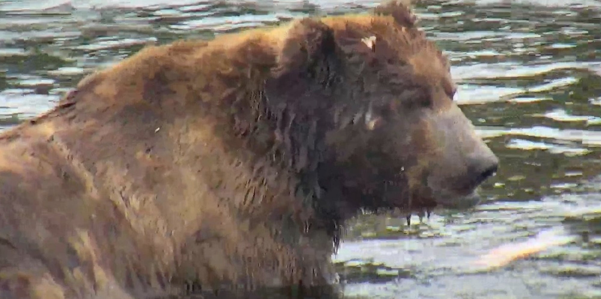 Alaska's Bearcam Is Back Online At Katmai National Park & Preserve - Huffington Post