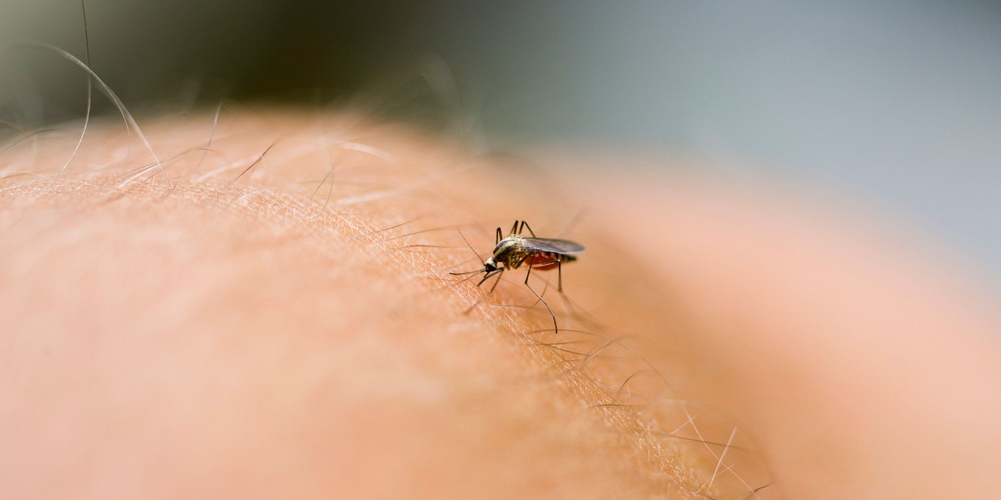 Five Tips For Repelling Mosquitoes This Summer Huffpost Uk