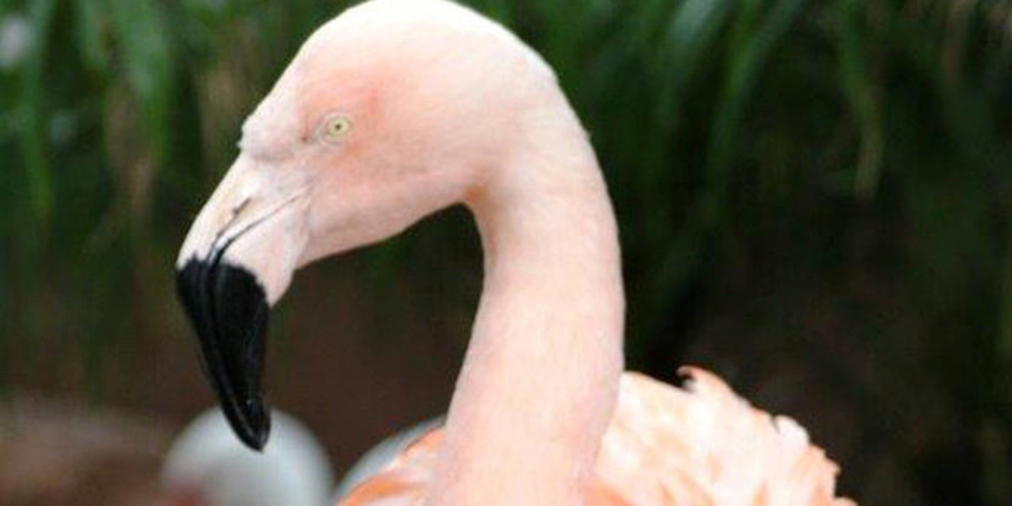 Flamingo Dead After Busch Gardens Visitor Allegedly Threw Her To The
