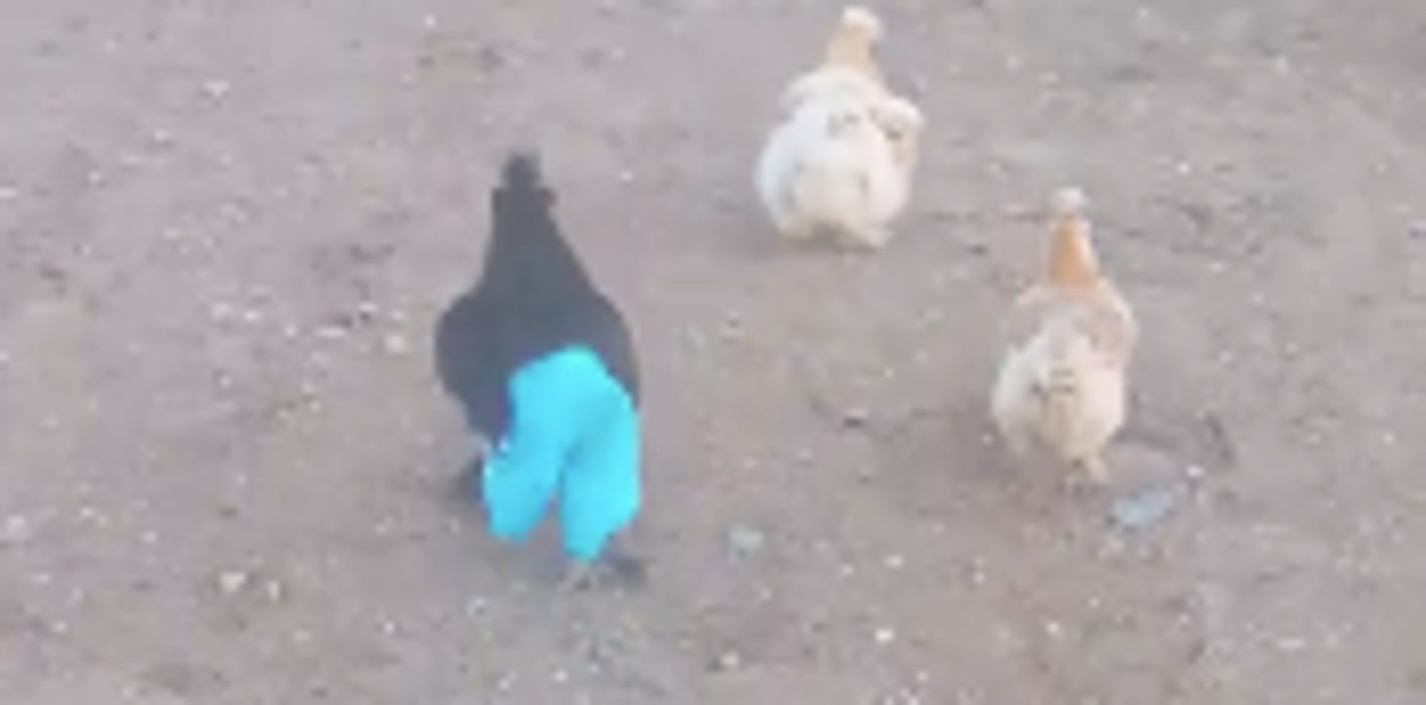 And Now, A Chicken In Blue Pants Going Olympic In His Yard The