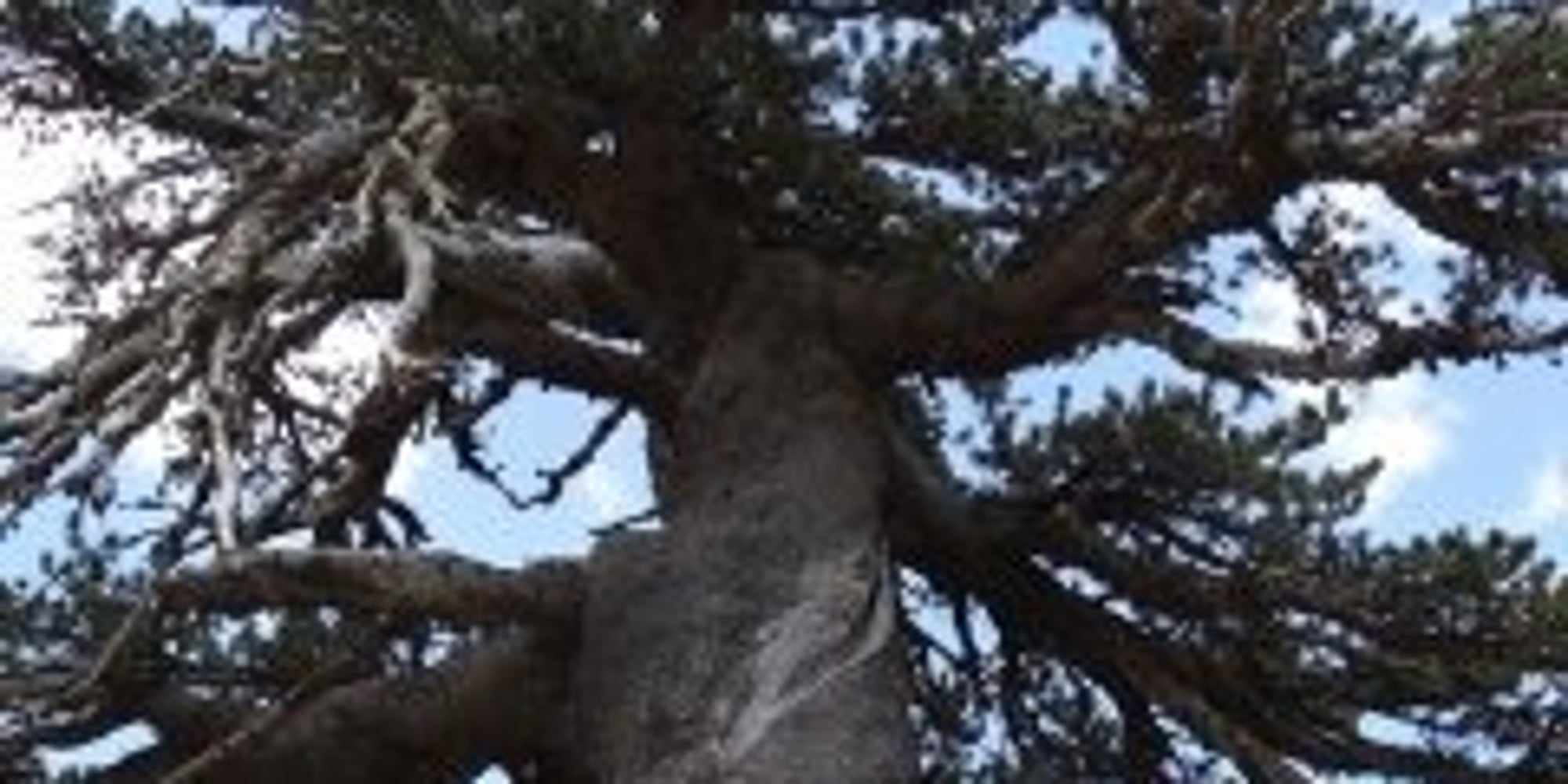 Europe's 'Oldest Living Inhabitant' Is Looking Pretty Darn Good - Huffington Post