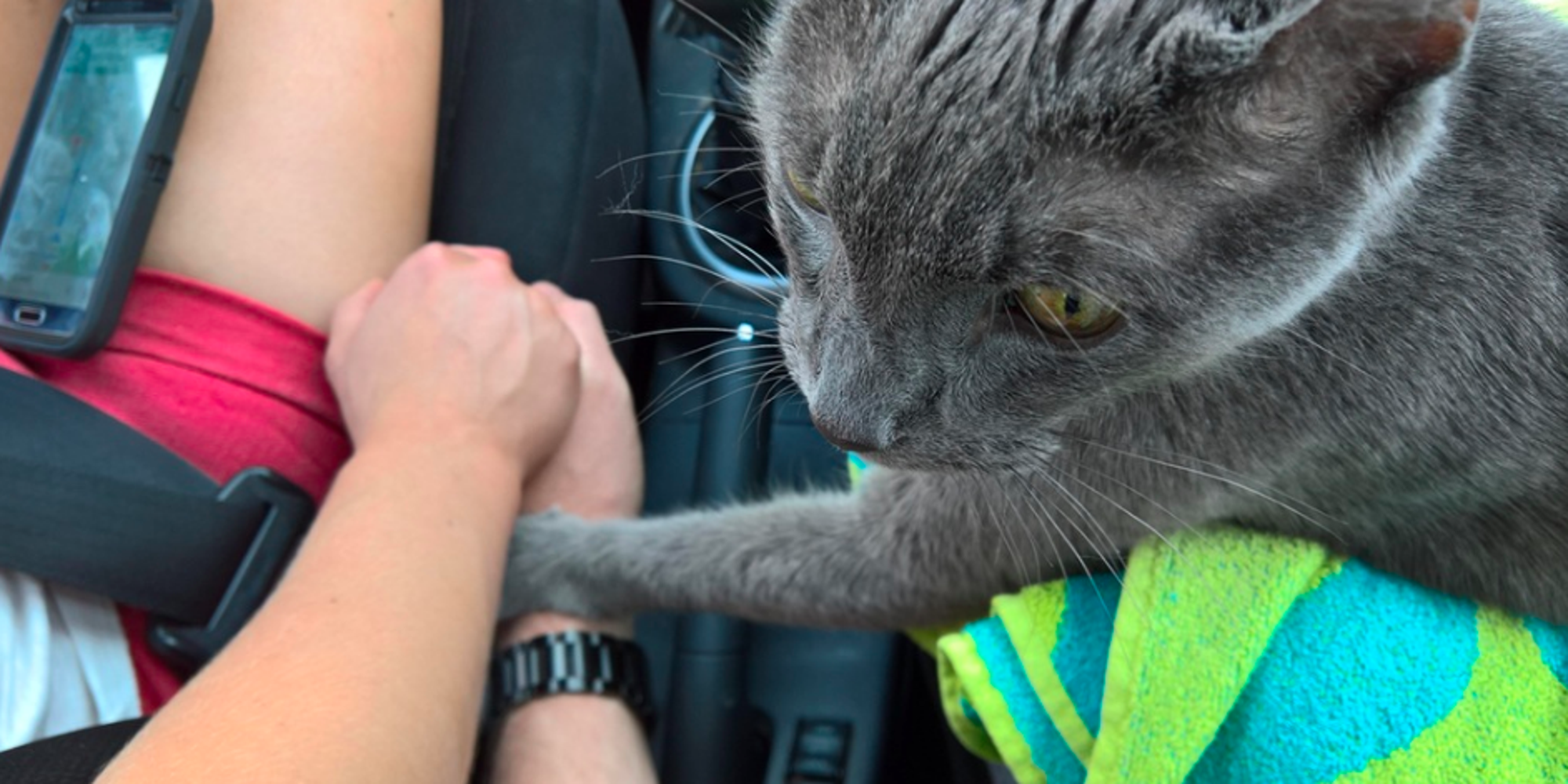 Touching Photo Shows Cat Holding Hands With Owner In Final Car Ride