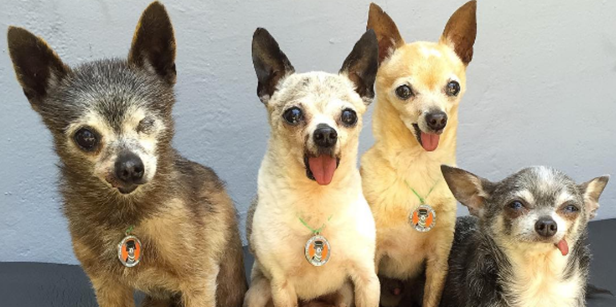 Woman Adopts 4 Senior Chihuahuas Who Are Still Full Of Puppy Love The